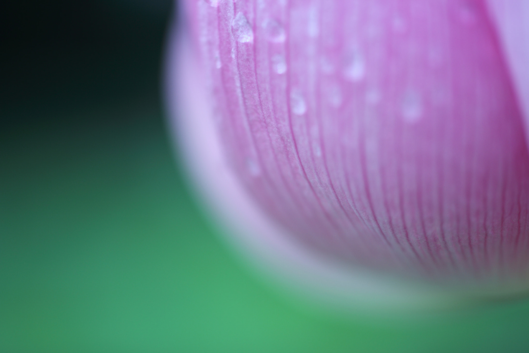 Tamron SP AF 60mm F2 Di II LD IF Macro sample photo. Tears photography