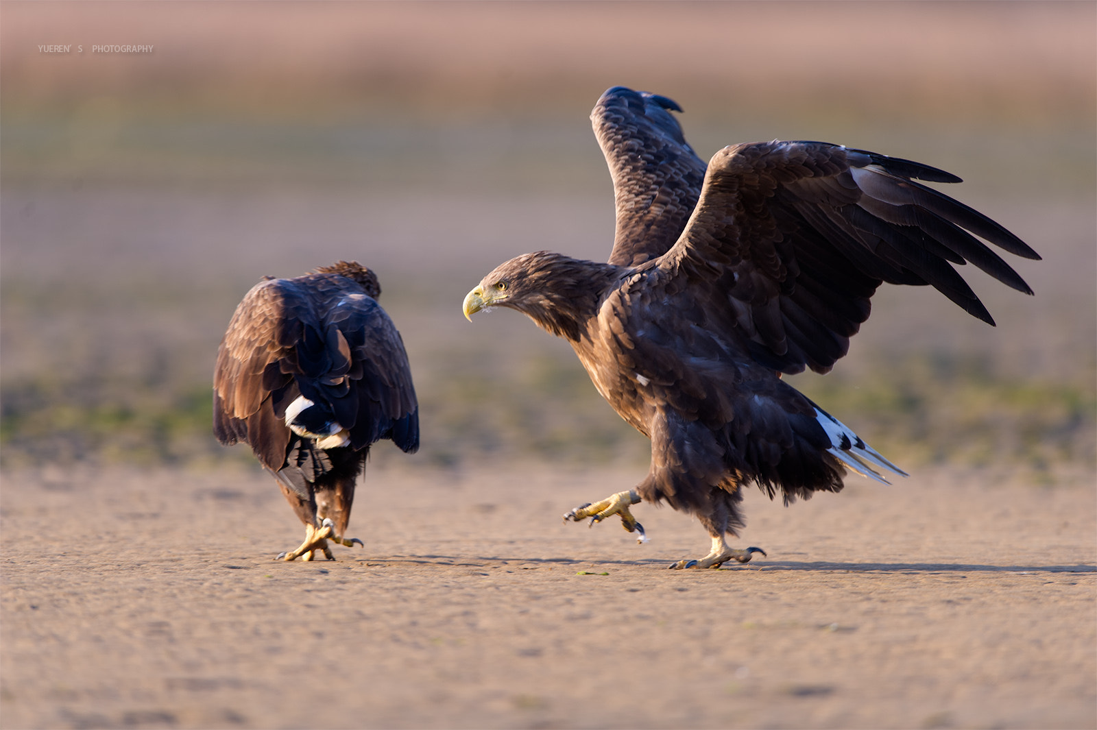 Nikon D3S + Nikon AF-S Nikkor 600mm F4G ED VR sample photo. 白尾海雕 photography