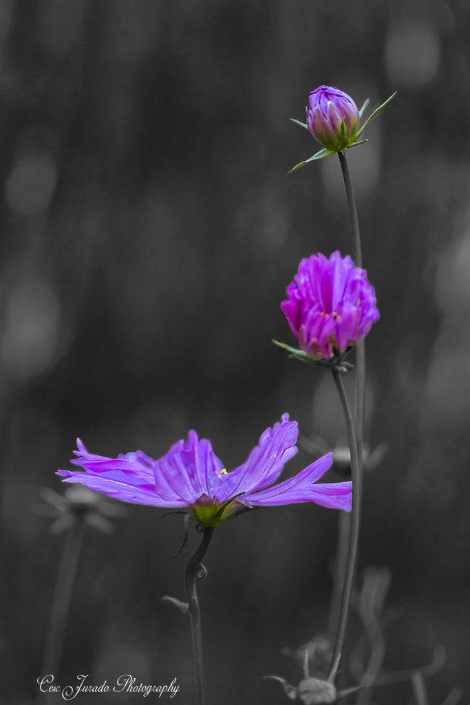 Canon EOS 7D + Tamron SP AF 90mm F2.8 Di Macro sample photo. Cosmos photography