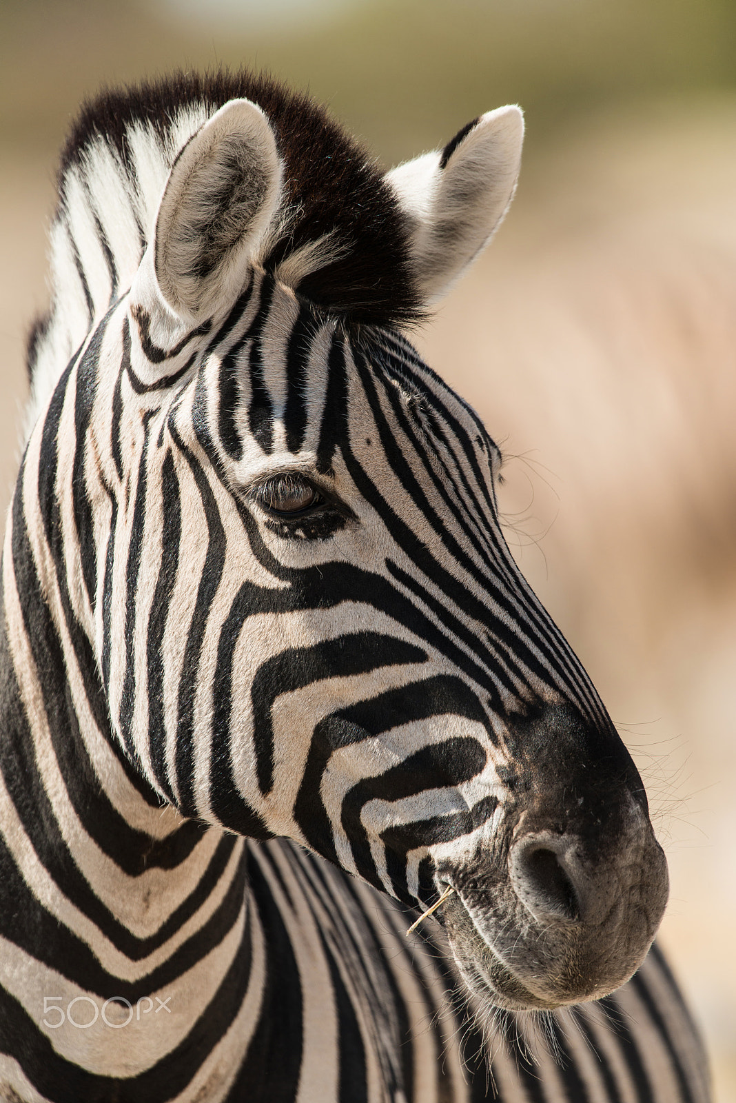 Nikon D800E + Nikon AF-S Nikkor 500mm F4G ED VR sample photo. Zebra photography