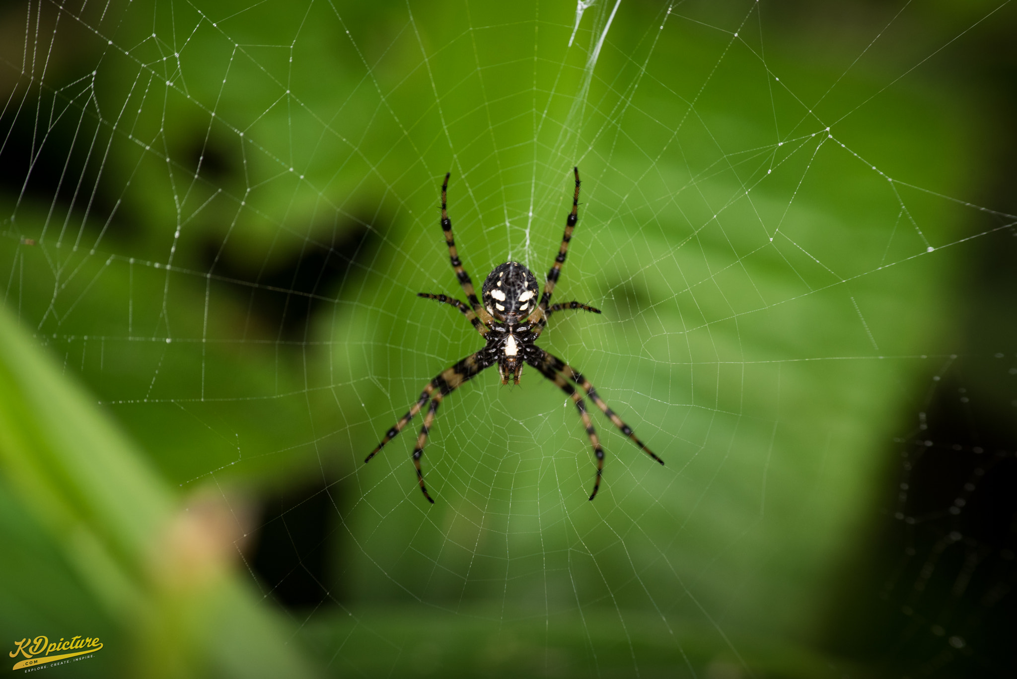 Nikon D750 + AF Nikkor 85mm f/1.8 sample photo. Does the body look like mini spider man? photography