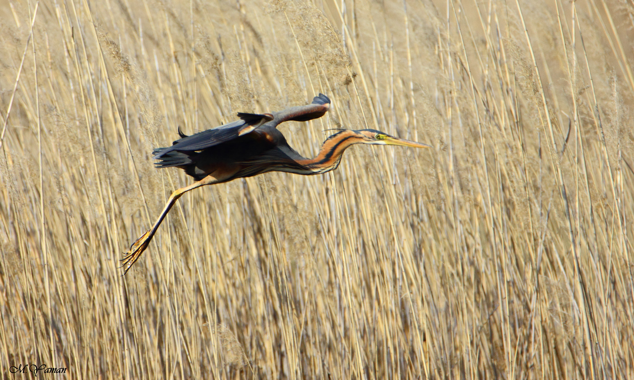 Tamron SP 150-600mm F5-6.3 Di VC USD sample photo. Erguvani balıkçıl,ardea purpurea,purple heron photography