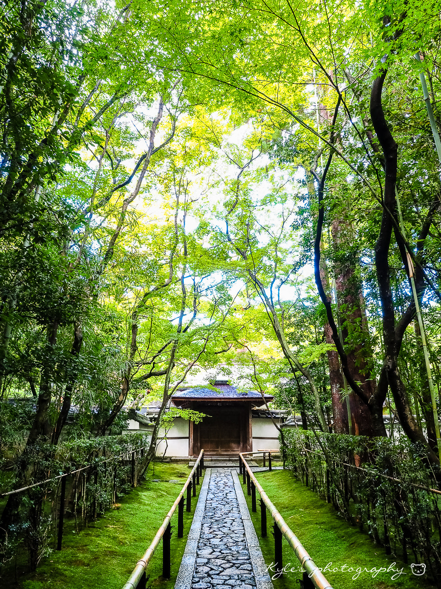 Olympus OM-D E-M1 + Olympus Zuiko Digital 14-54mm F2.8-3.5 II sample photo. 高桐院 photography