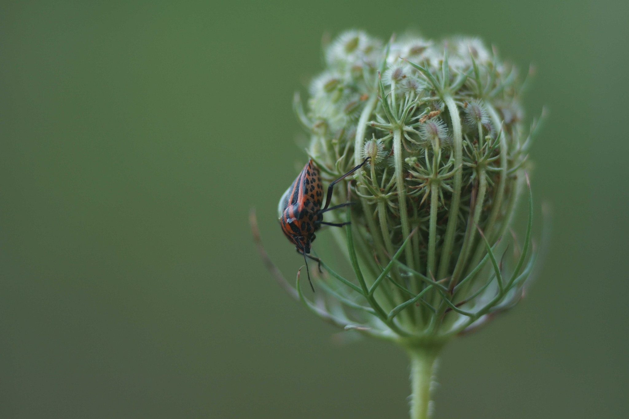 Sony a6000 + Tamron SP AF 90mm F2.8 Di Macro sample photo. Chinche rallado (ii) photography