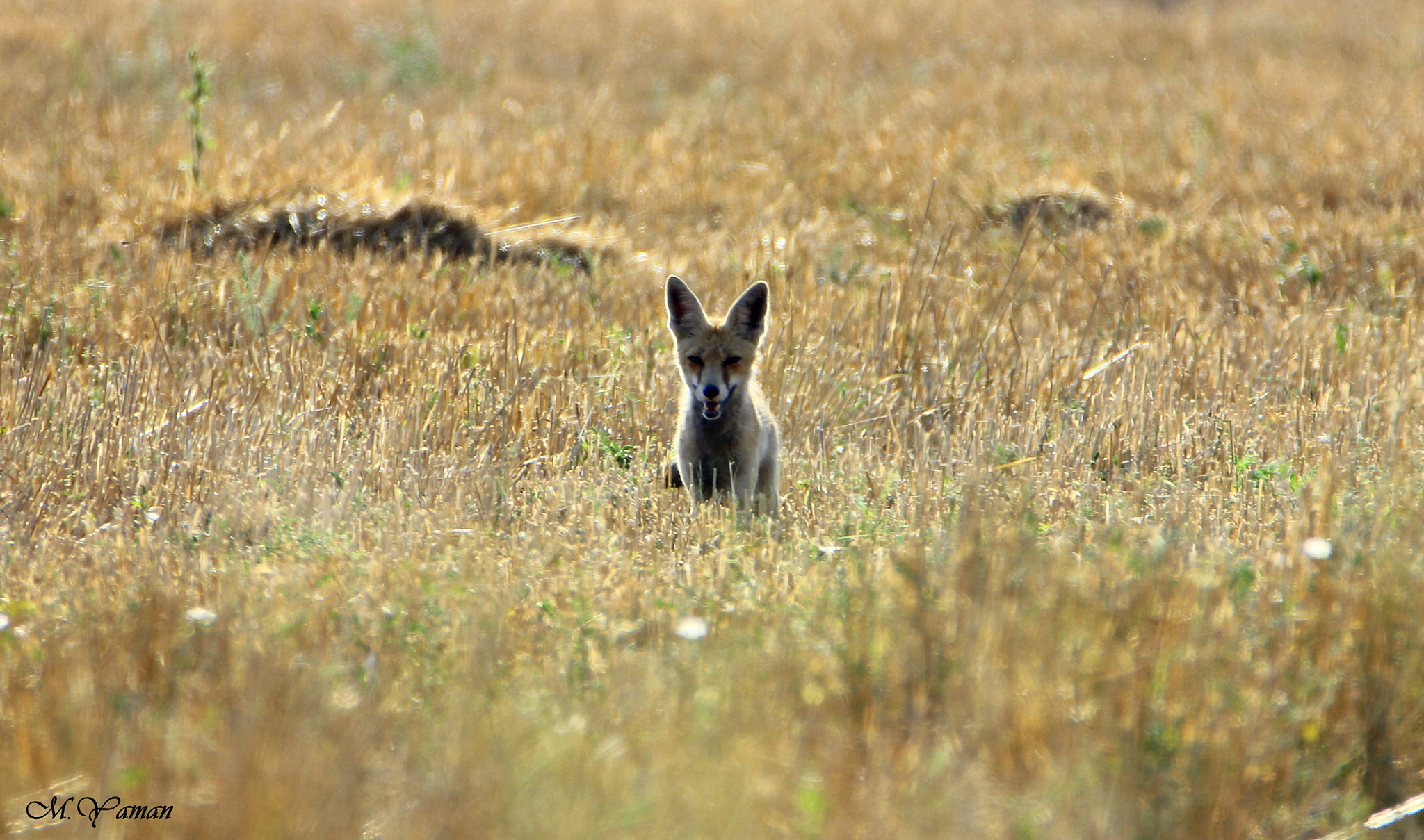 Tamron SP 150-600mm F5-6.3 Di VC USD sample photo. Red fox photography