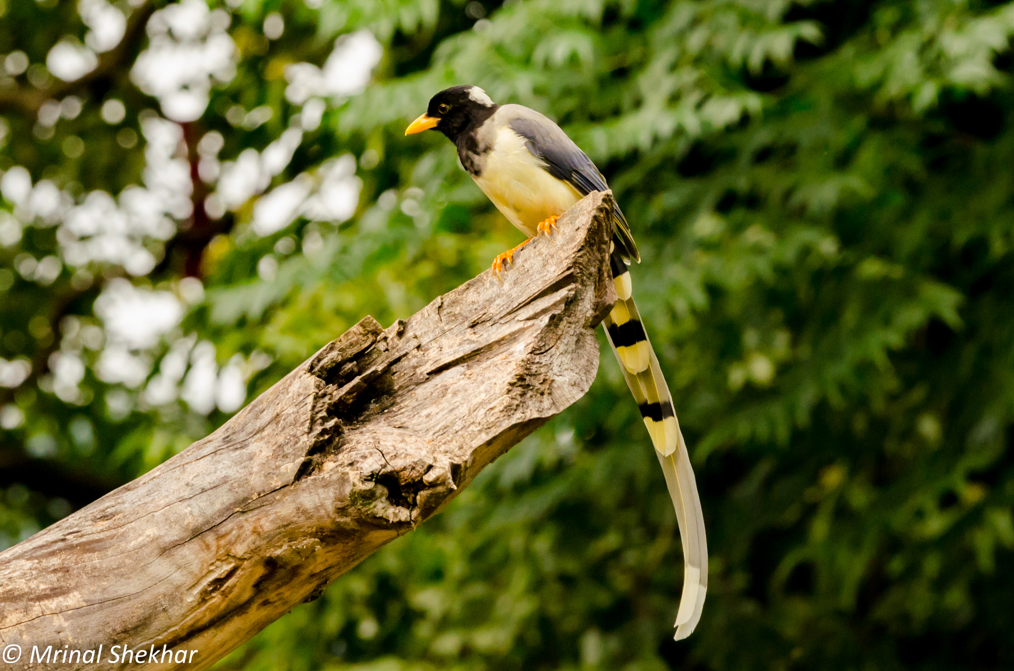 Nikon AF-S Nikkor 200-500mm F5.6E ED VR sample photo. Birds by mrinal shekhar photography