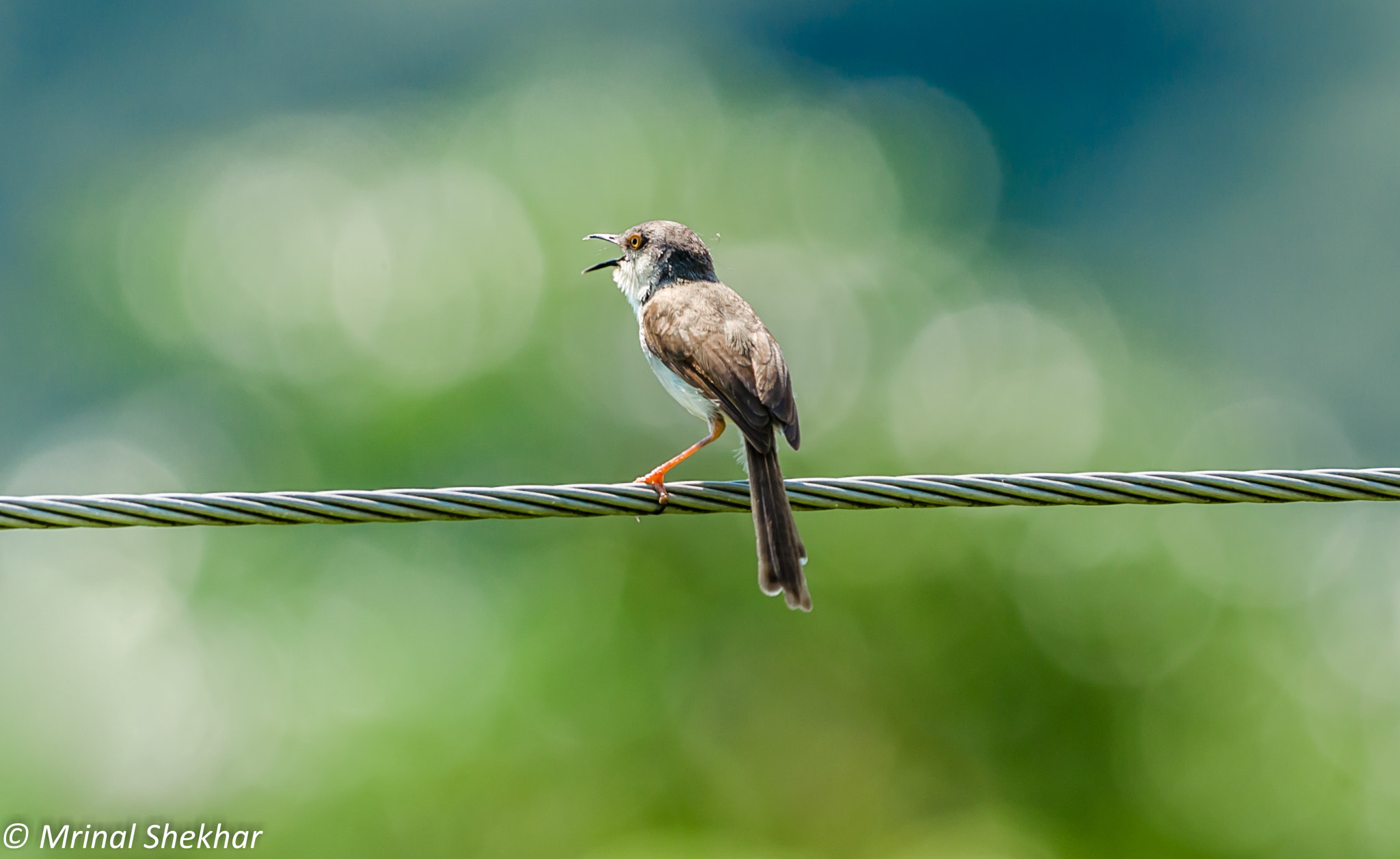 Nikon AF-S Nikkor 200-500mm F5.6E ED VR sample photo. Birds by mrinal shekhar photography
