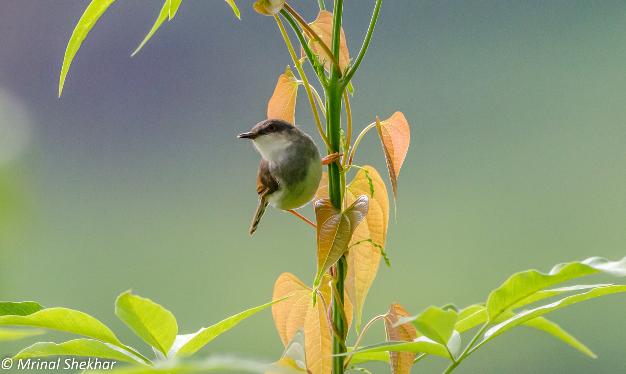 Nikon AF-S Nikkor 200-500mm F5.6E ED VR sample photo. Birds by mrinal shekhar photography