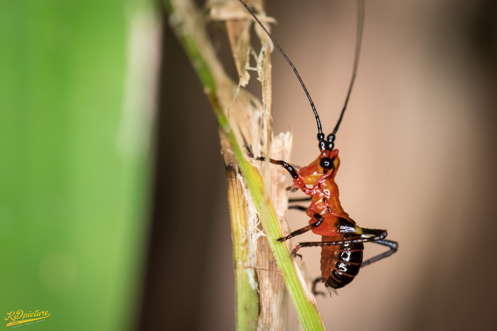 Nikon D750 + AF Nikkor 85mm f/1.8 sample photo. K macro b photography