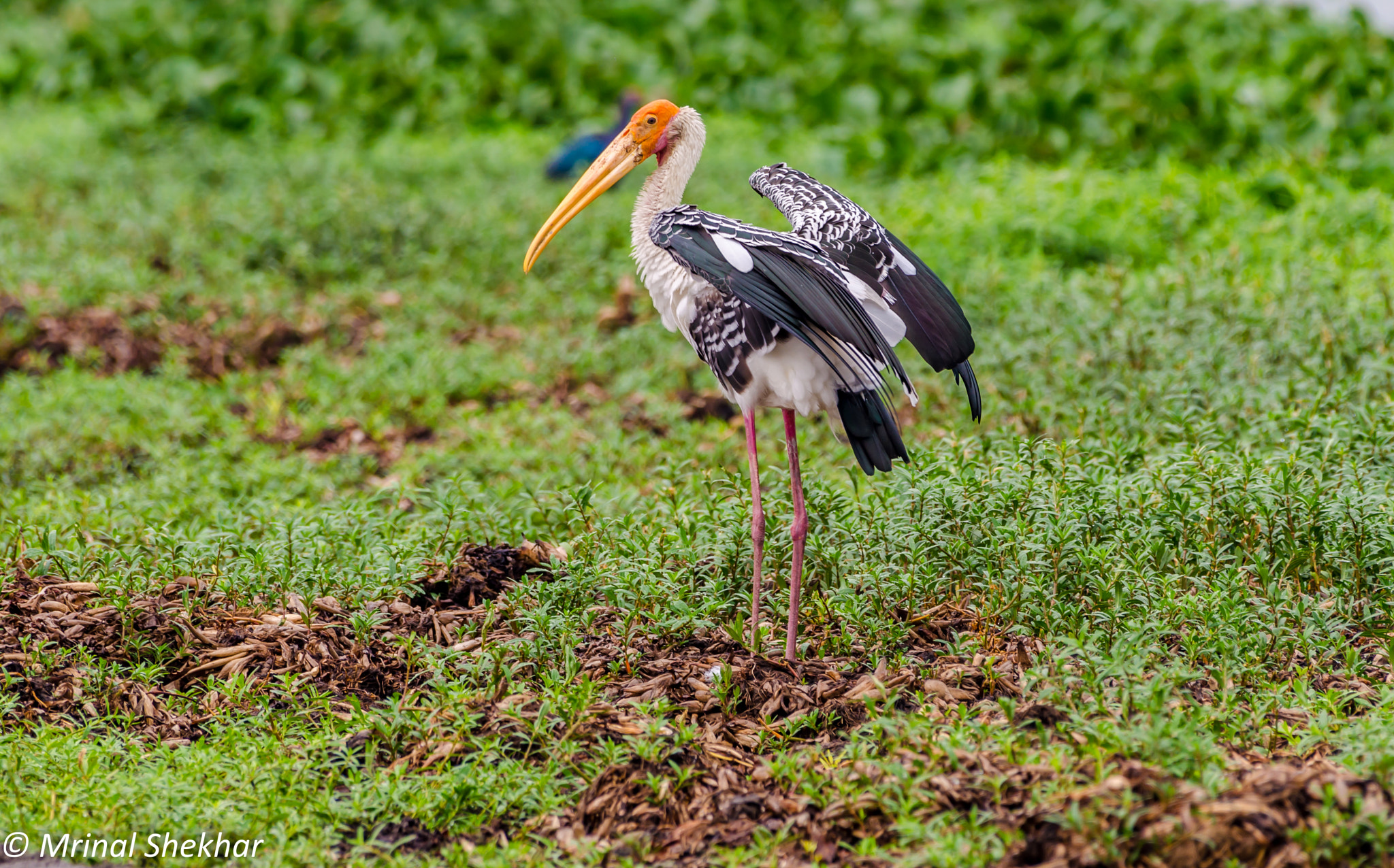Nikon AF-S Nikkor 200-500mm F5.6E ED VR sample photo. Birds by mrinal shekhar photography