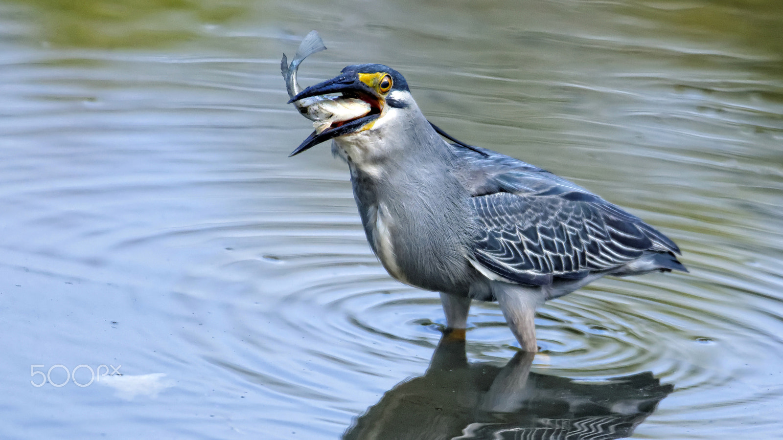 Tamron SP 150-600mm F5-6.3 Di VC USD sample photo. Breakfast photography