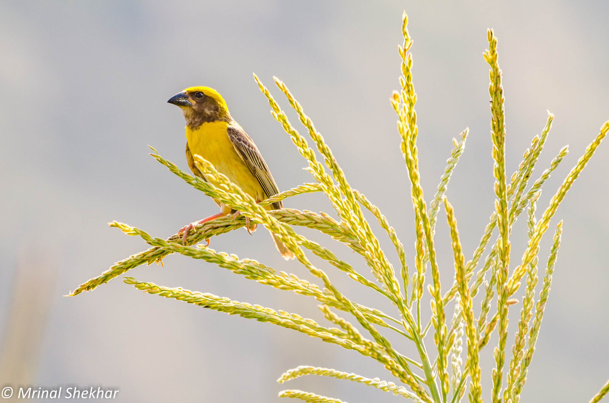 Nikon AF-S Nikkor 200-500mm F5.6E ED VR sample photo. Birds by mrinal shekhar photography