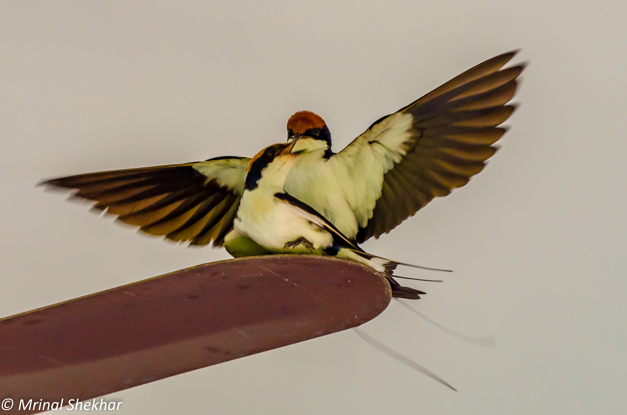 Nikon AF-S Nikkor 200-500mm F5.6E ED VR sample photo. Birds by mrinal shekhar photography