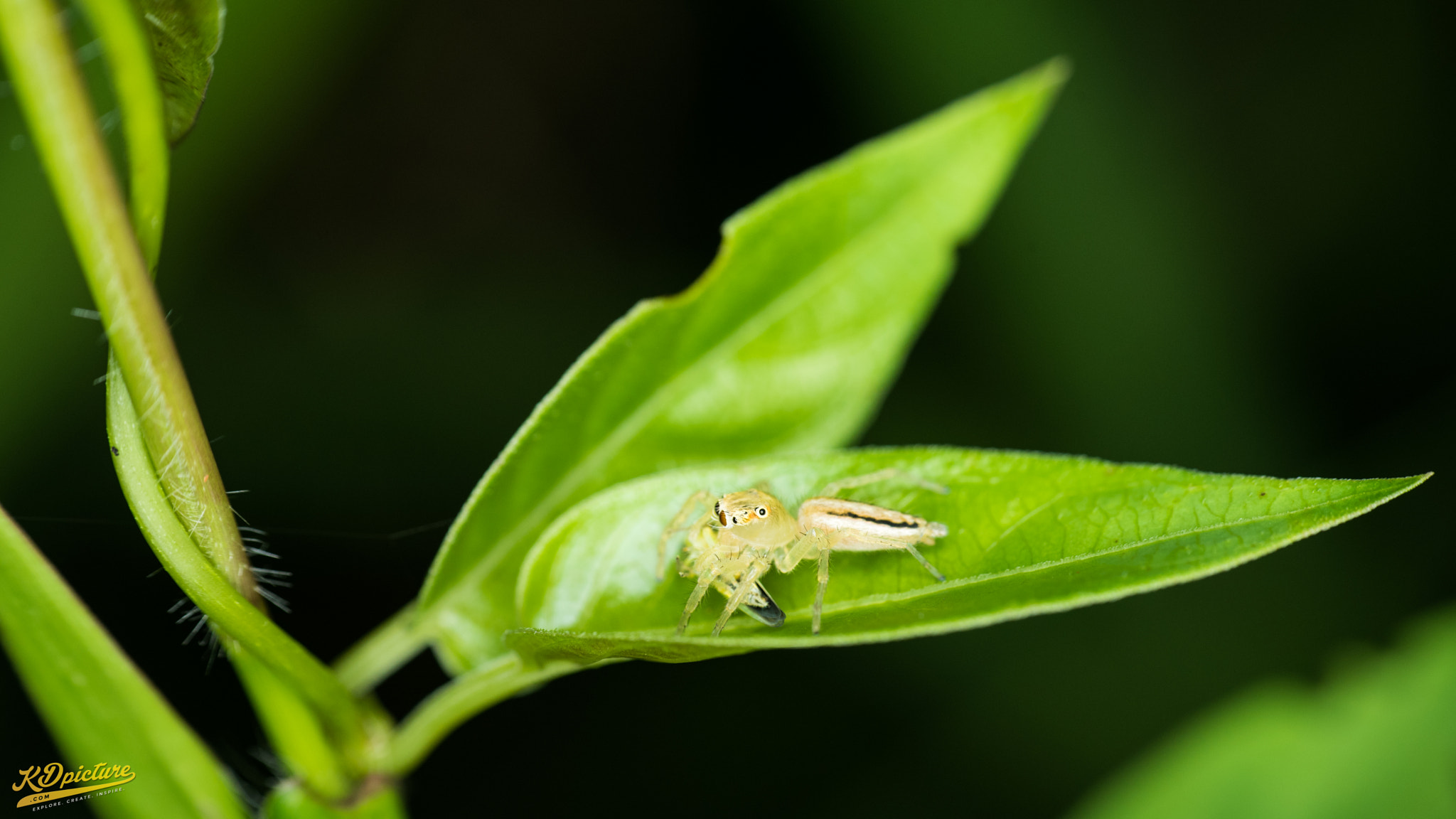 Nikon D750 + AF Nikkor 85mm f/1.8 sample photo. K macro b photography