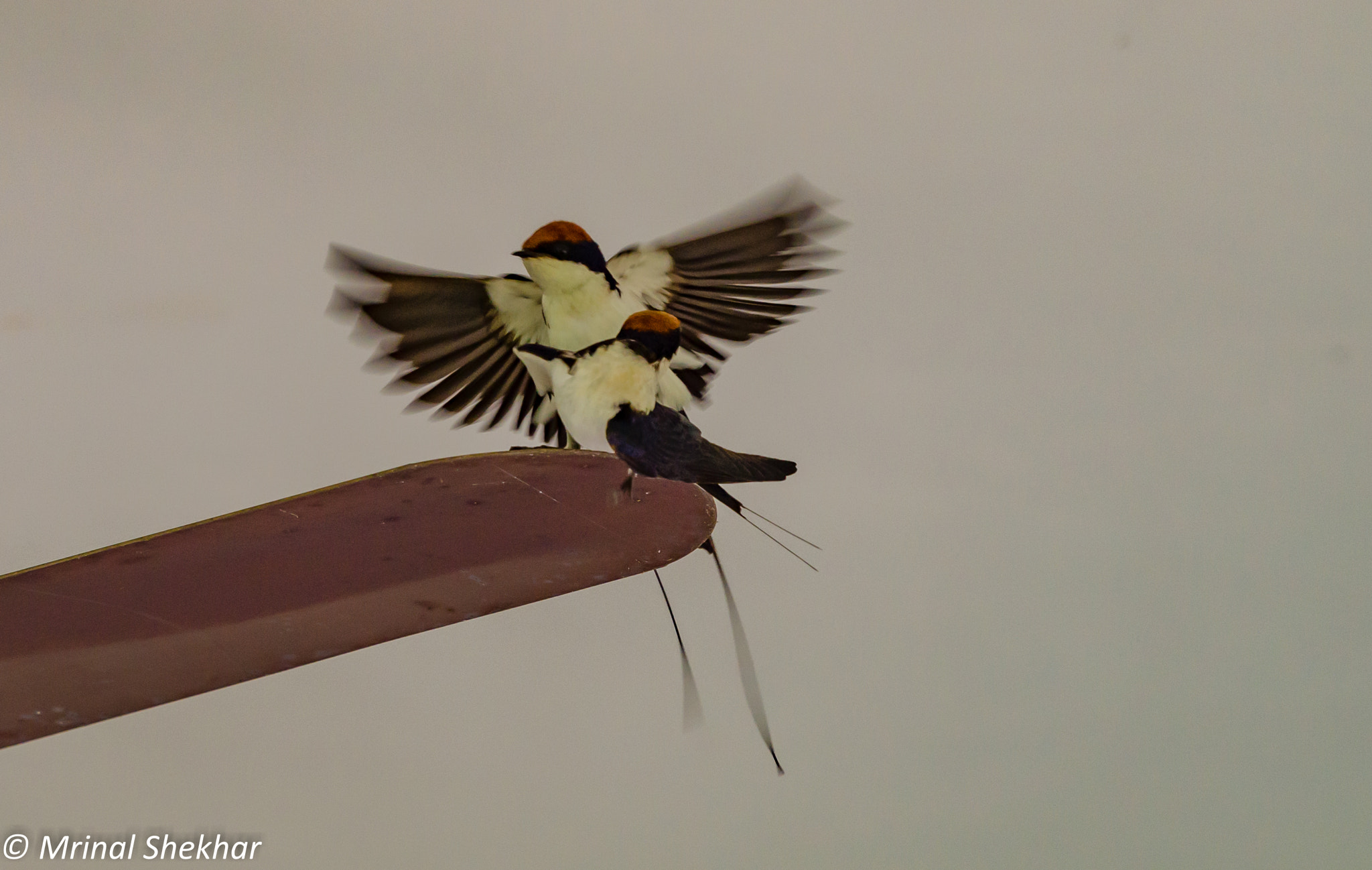 Nikon AF-S Nikkor 200-500mm F5.6E ED VR sample photo. Birds by mrinal shekhar photography