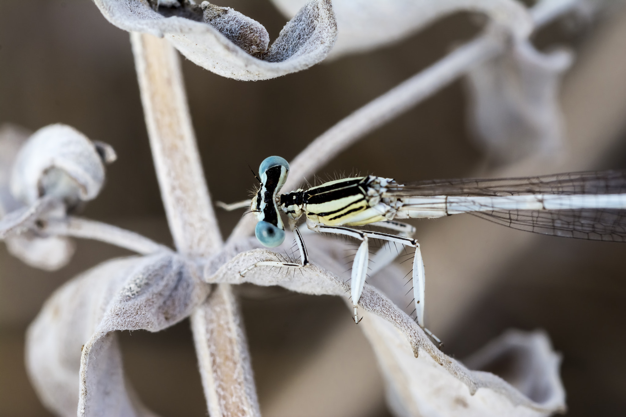 Nikon D7100 + AF Micro-Nikkor 60mm f/2.8 sample photo. Blue eyed damselfly
 photography