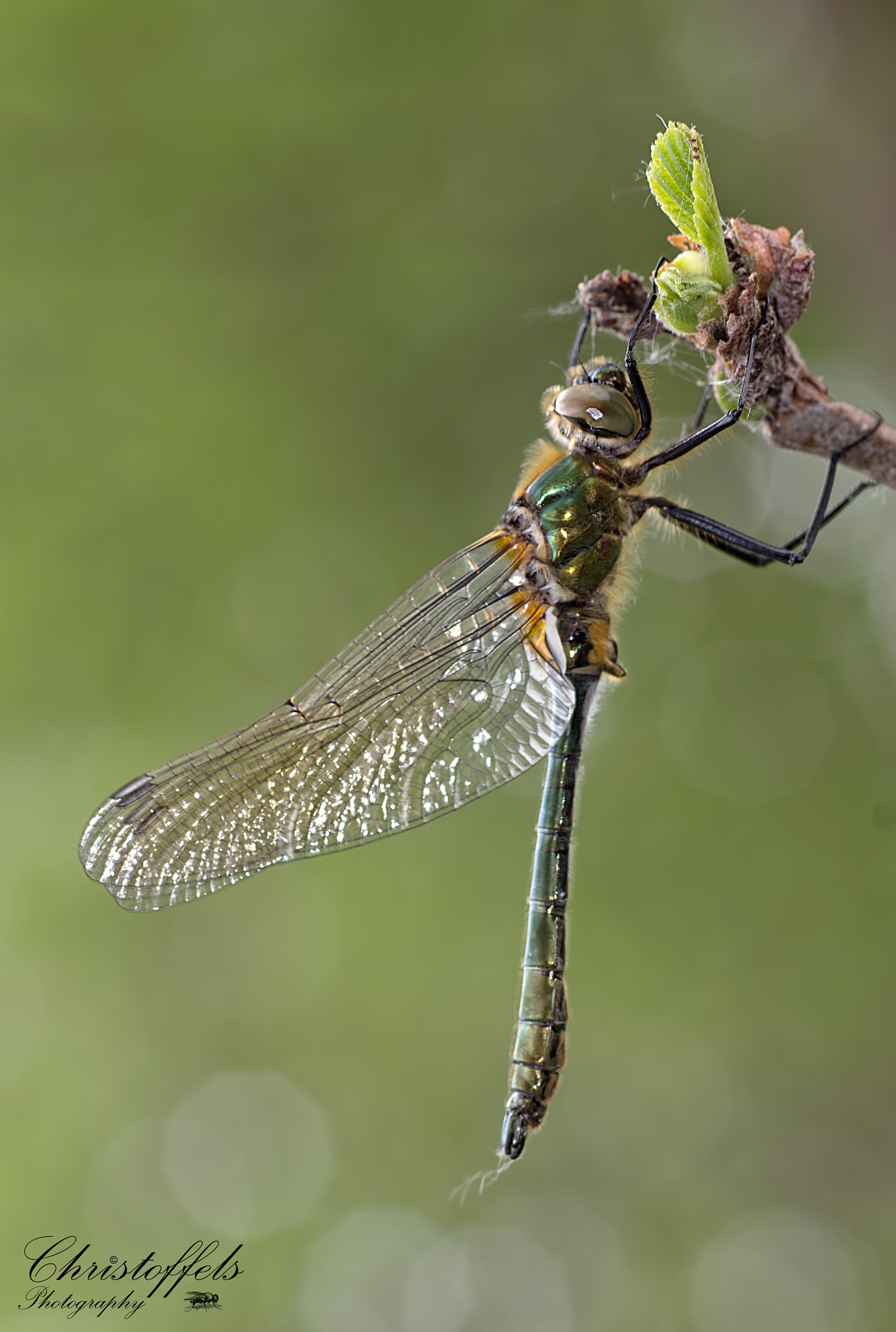 Canon EOS 60D + Sigma 70mm F2.8 EX DG Macro sample photo. Smaragdlibel (cordulia aenea) photography