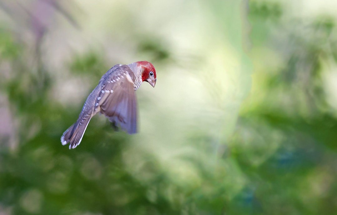 Canon EOS-1D Mark III + Canon EF 300mm F2.8L IS USM sample photo. Red-headed finch photography