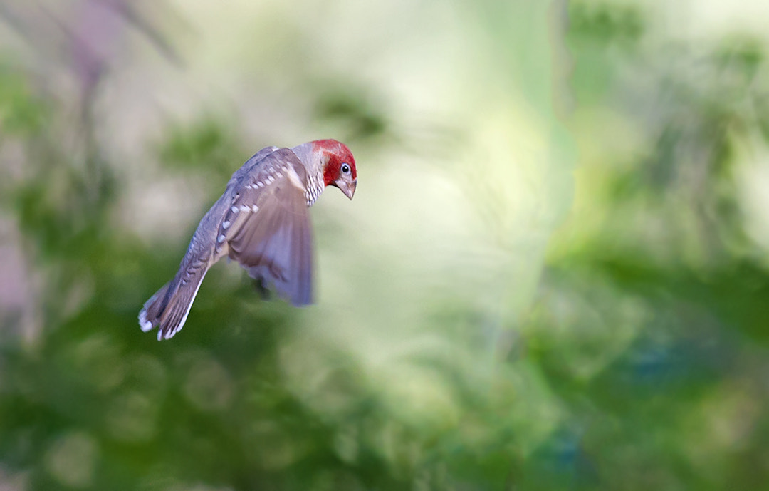 Canon EF 300mm F2.8L IS USM sample photo. Red-headed finch photography