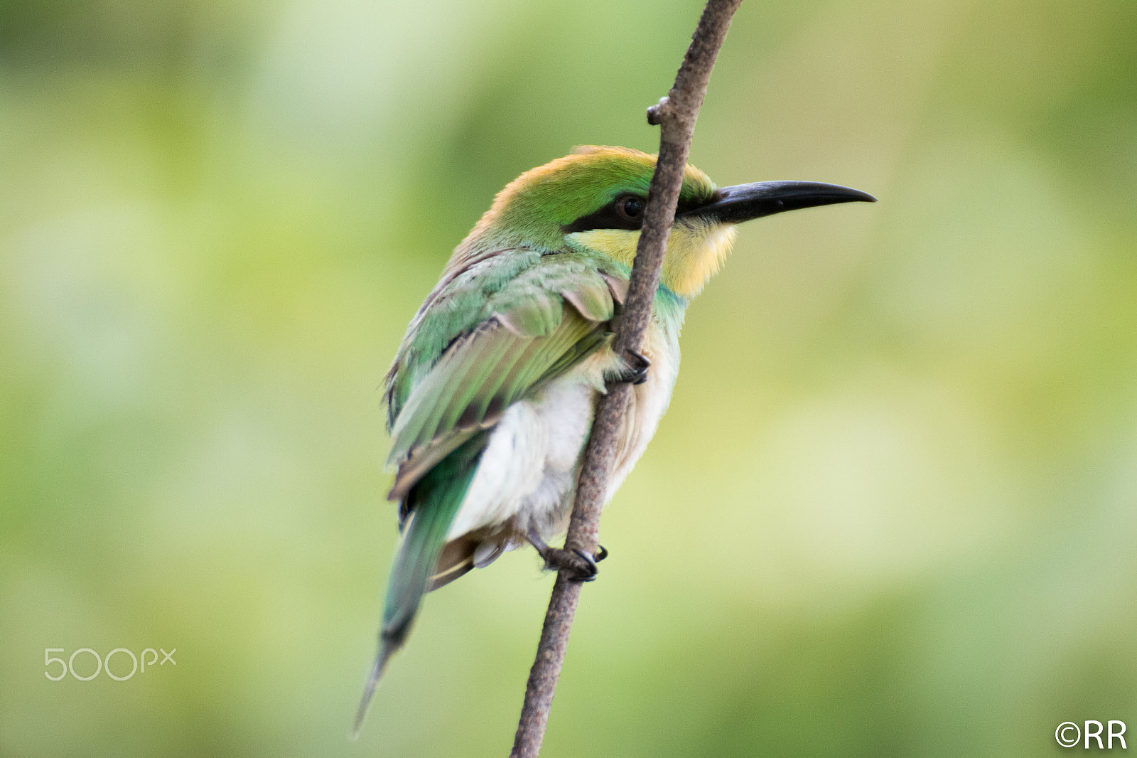 Canon EOS 7D Mark II + Tamron SP 70-300mm F4-5.6 Di VC USD sample photo. Green bee-eater photography
