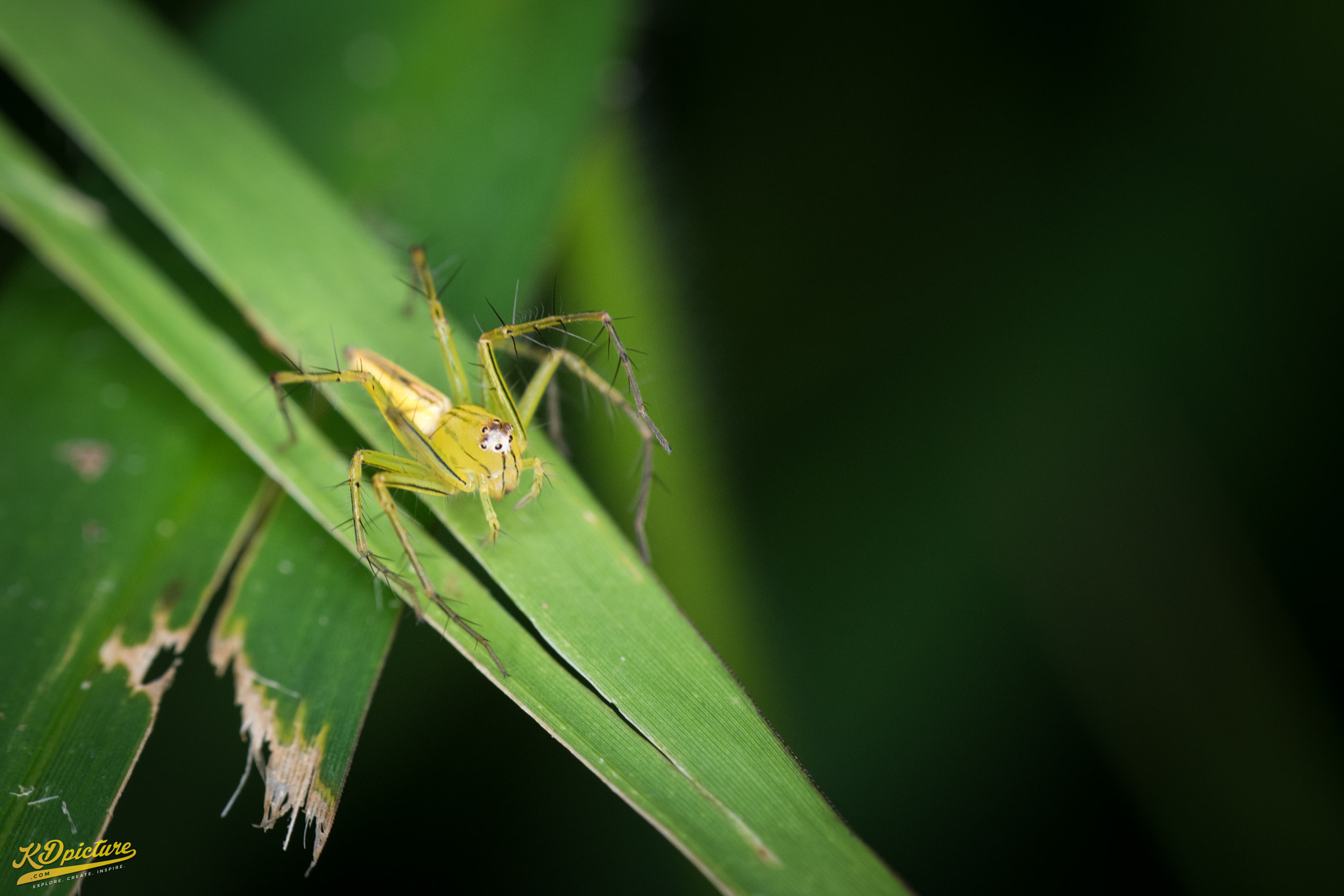 Nikon D750 + AF Nikkor 85mm f/1.8 sample photo. K macro b photography