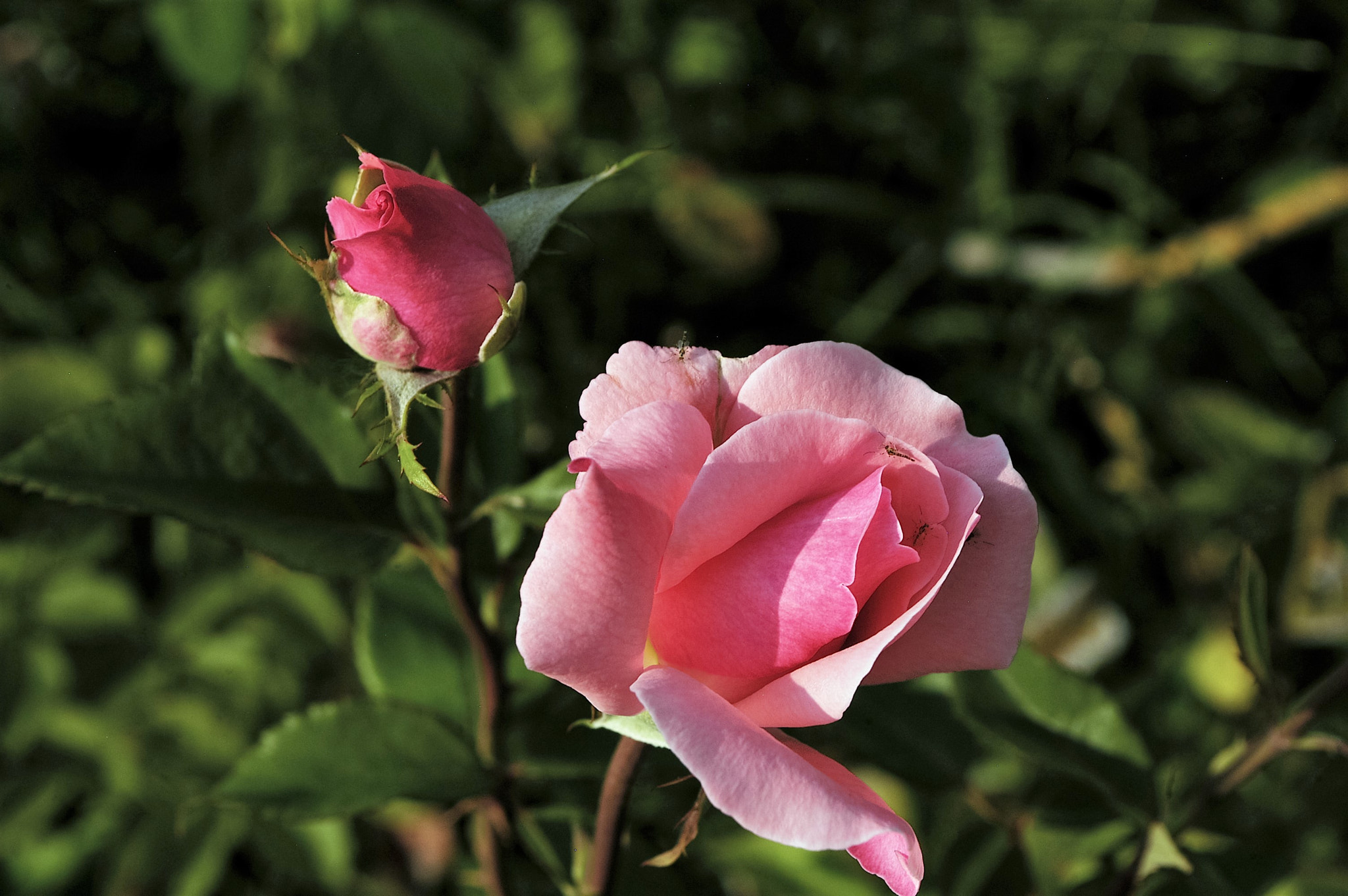 Nikon D100 sample photo. Rose photography