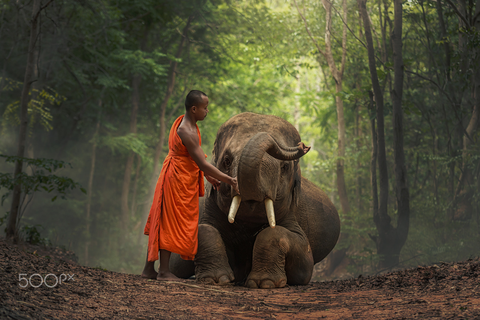 Canon EOS 70D + Sigma 70-200mm F2.8 EX DG OS HSM sample photo. Monk with  elephants . photography