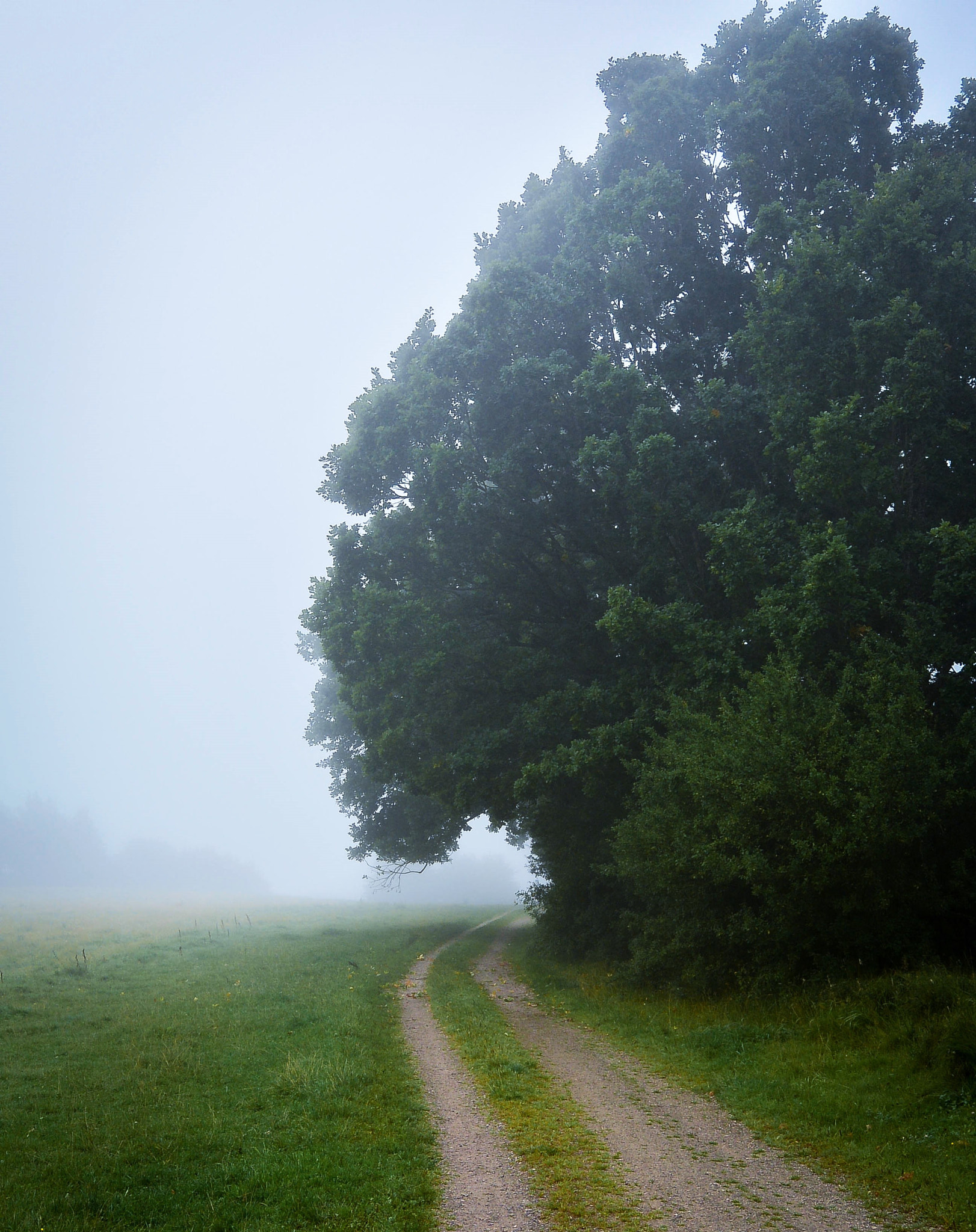 Nikon 1 Nikkor 11-27.5mm F3.5-5.6 sample photo. The fog... photography