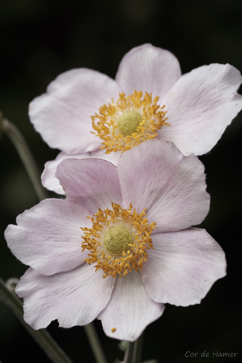 Sony SLT-A77 + Tamron SP AF 90mm F2.8 Di Macro sample photo. Anemone tomentosa photography