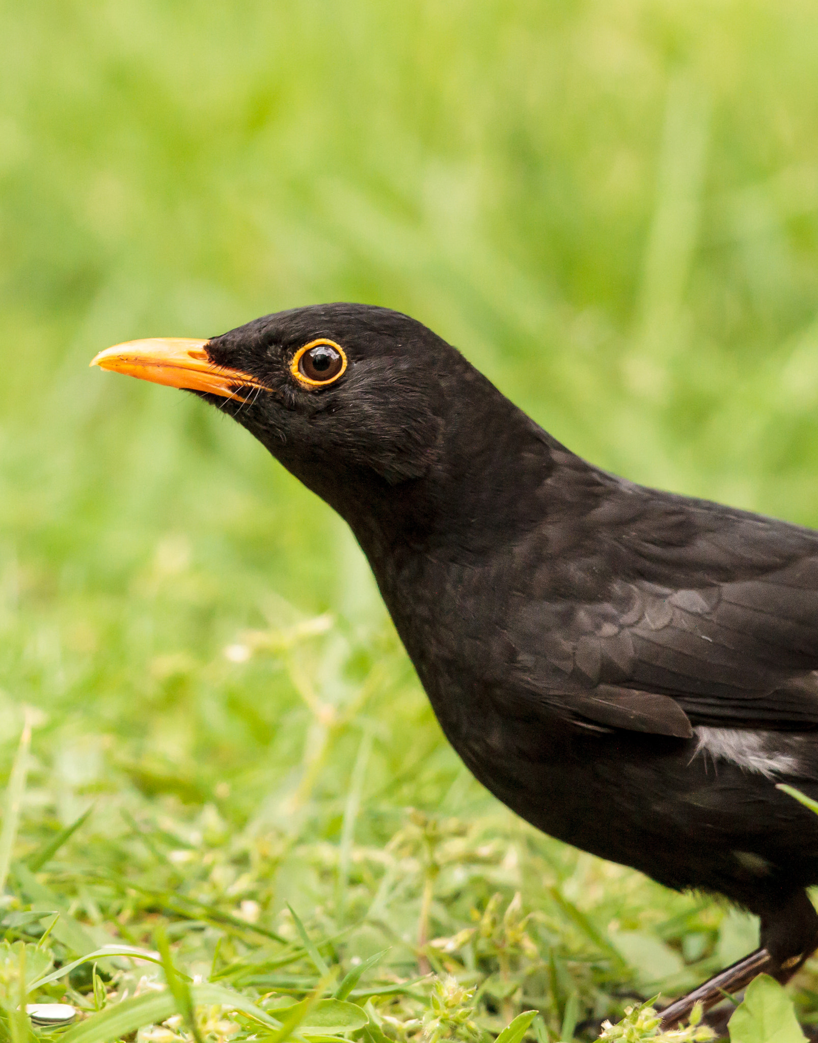 Canon EOS 7D + Canon EF 500mm F4L IS II USM sample photo. Oops, i stepped into the frame; blackbird photography