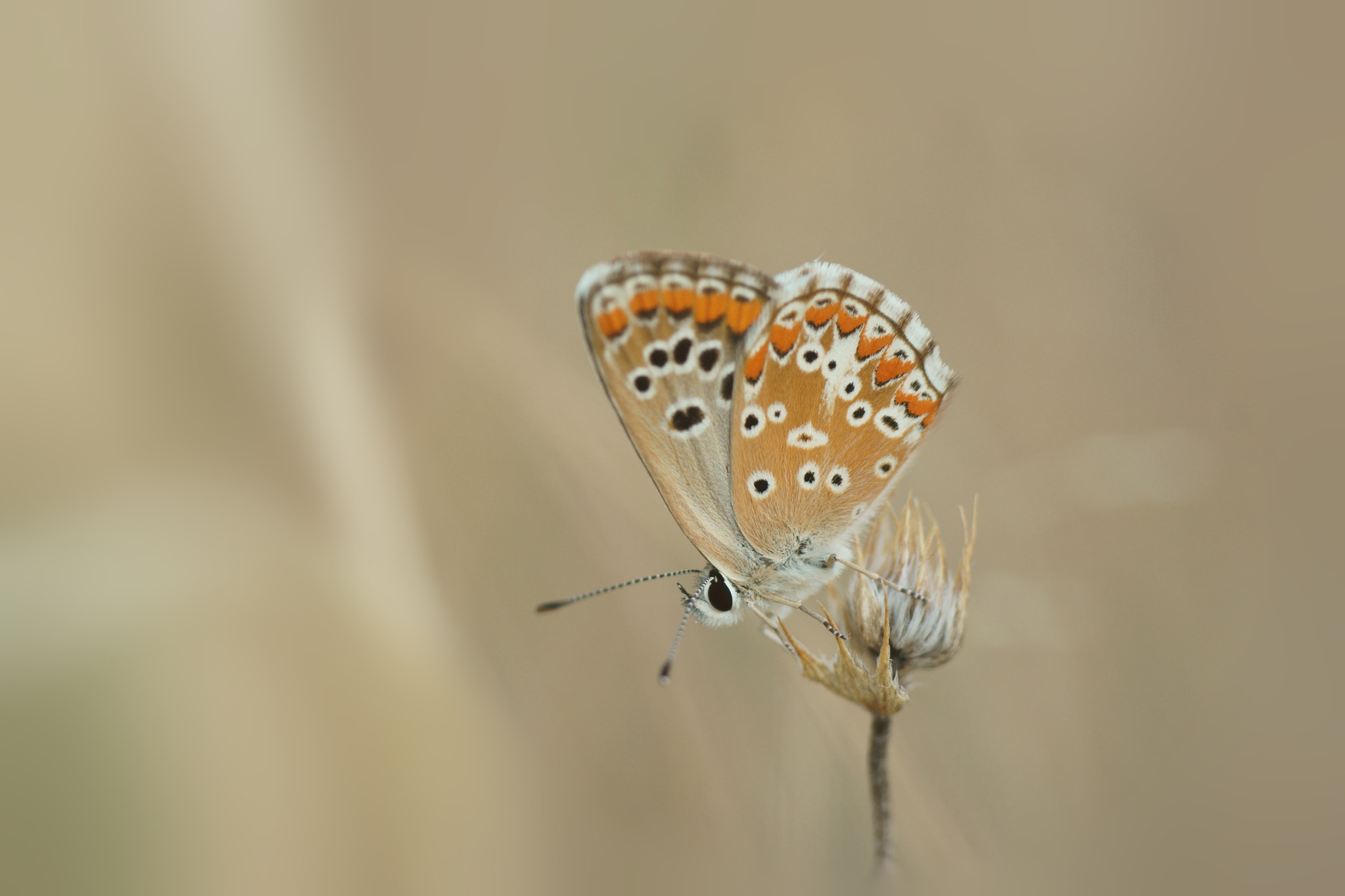 Sony a6000 + Tamron SP AF 90mm F2.8 Di Macro sample photo. Ninfa coridón photography