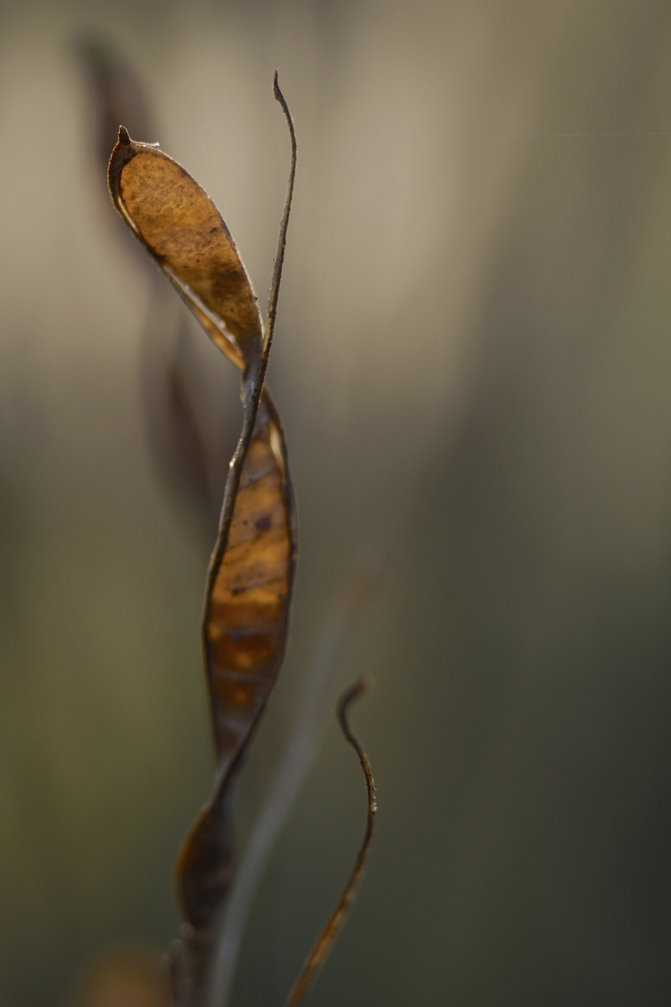 Sony a6000 + Tamron SP AF 90mm F2.8 Di Macro sample photo. Bailarina photography