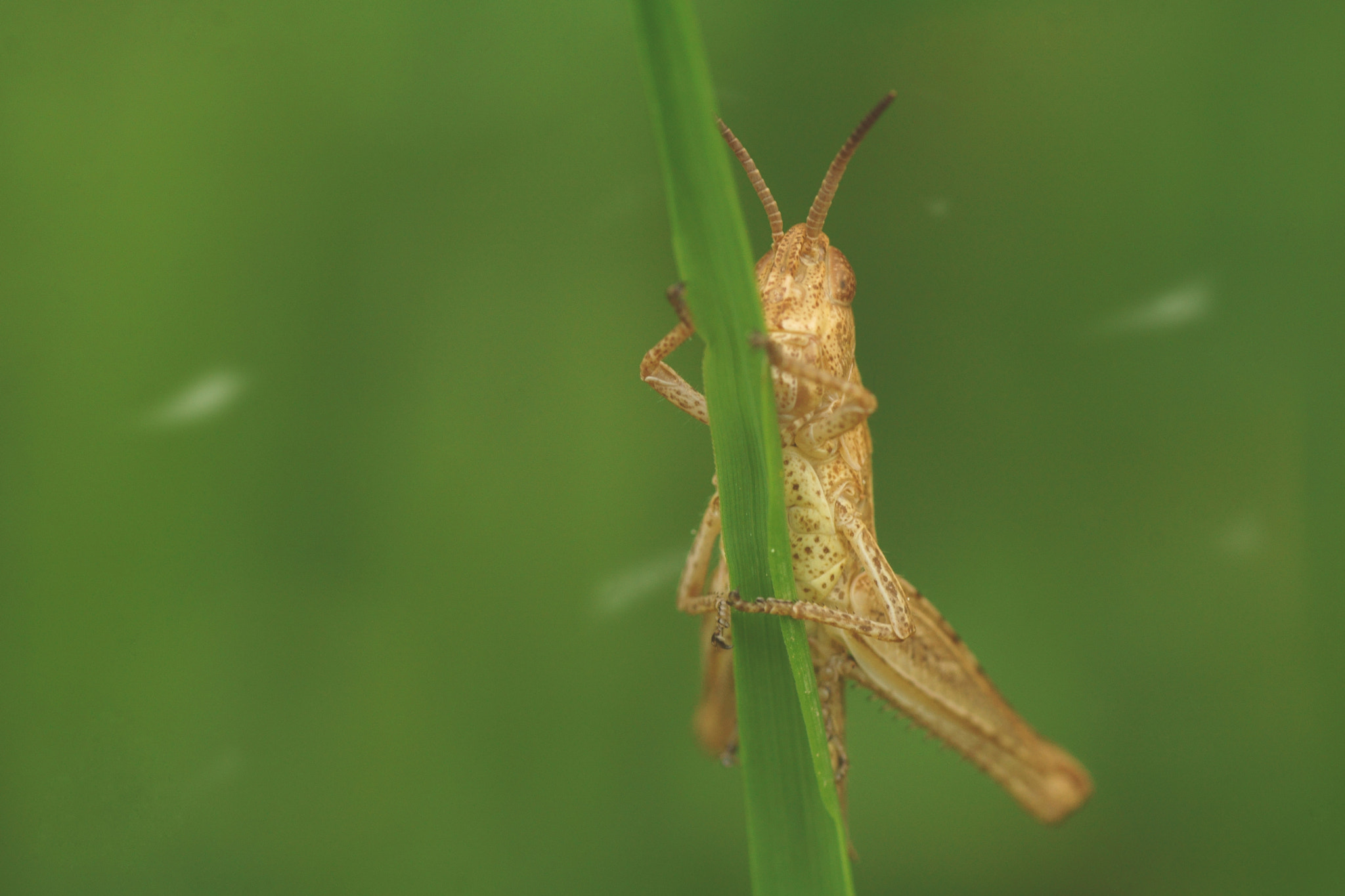 Sony a6000 + Tamron SP AF 90mm F2.8 Di Macro sample photo. Saltamontes común photography