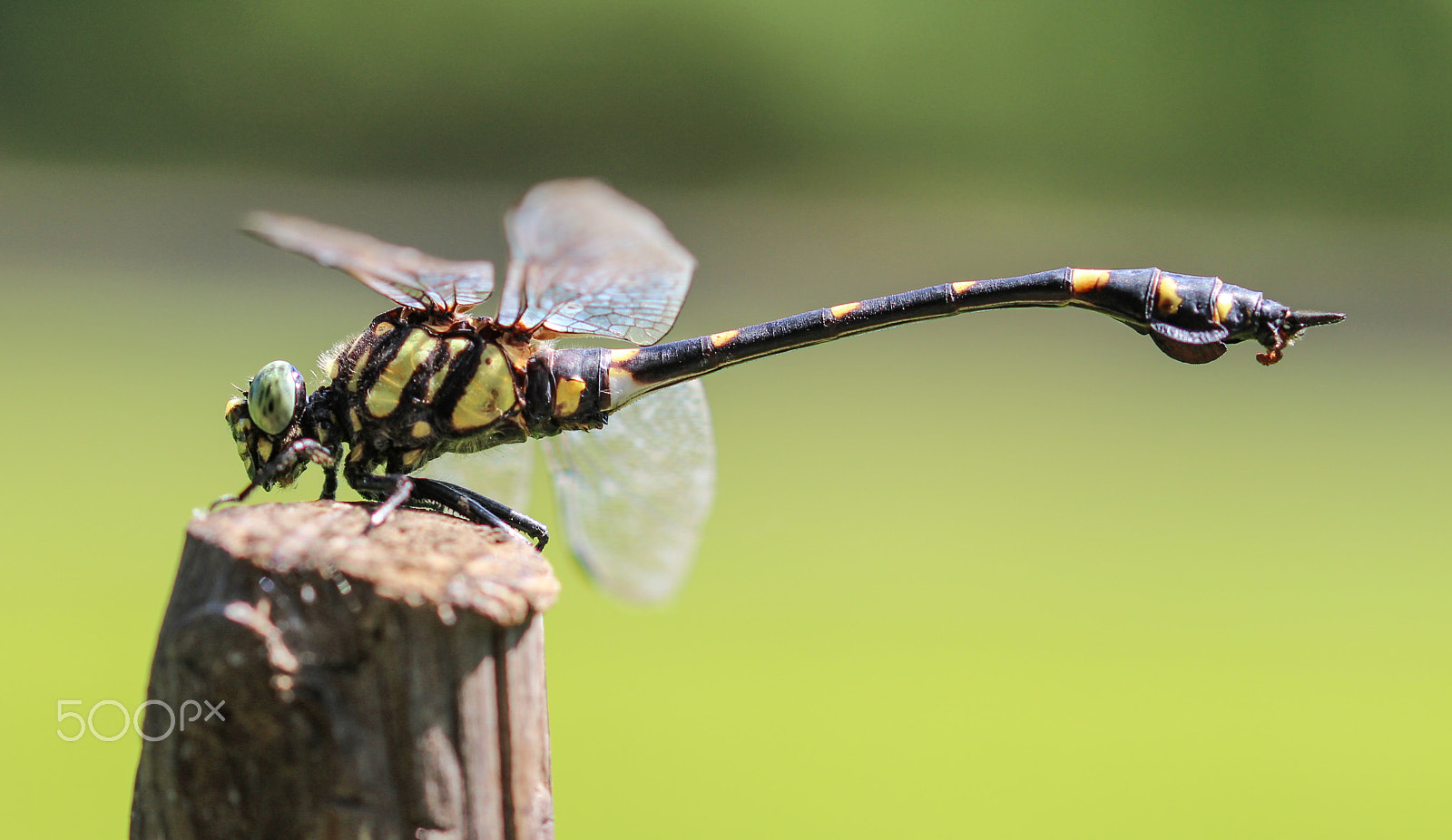 Canon EOS 600D (Rebel EOS T3i / EOS Kiss X5) + Sigma 105mm F2.8 EX DG OS HSM sample photo. Club tail dragonfly photography