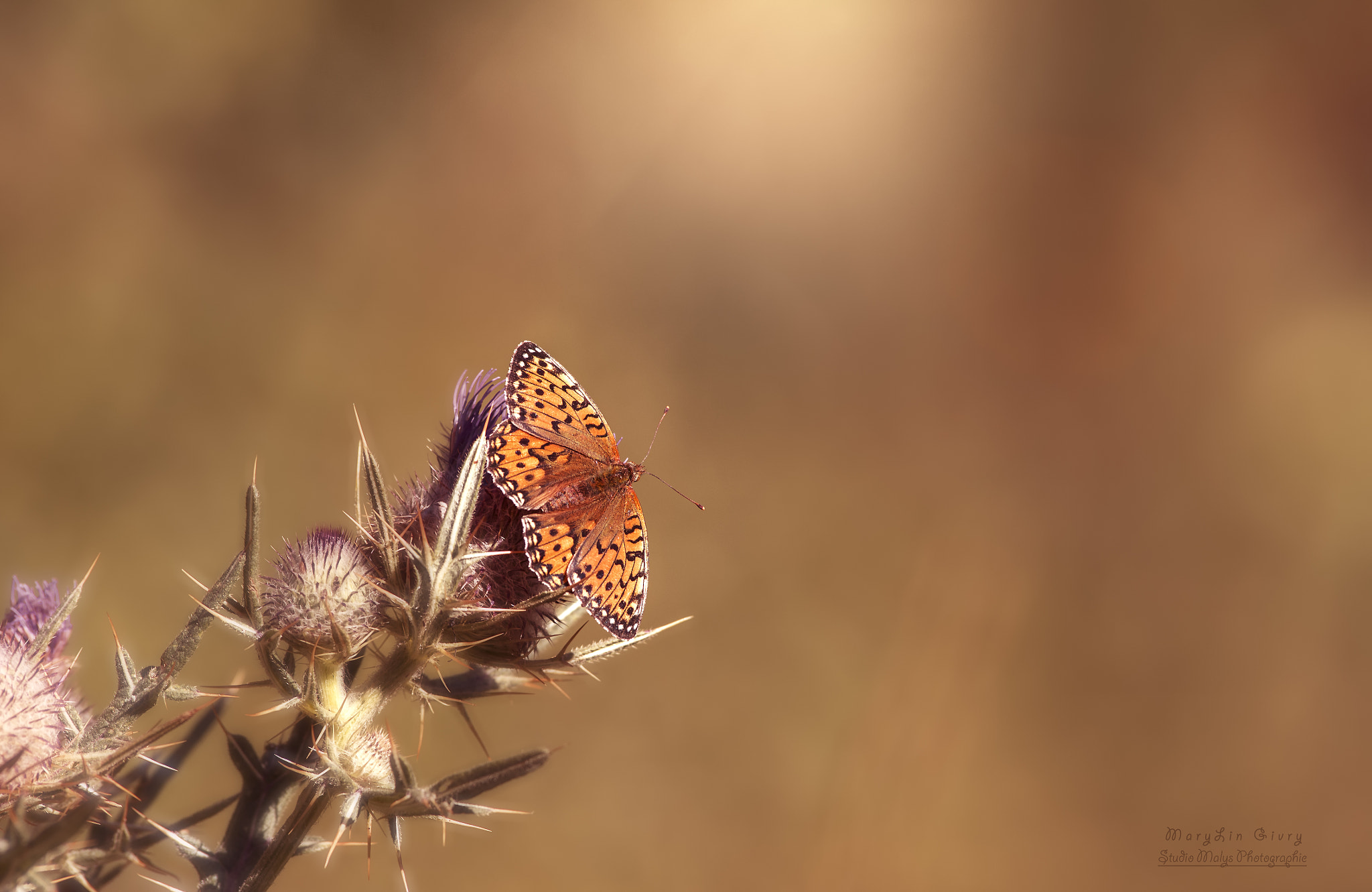 Canon EOS-1D X + Canon EF 300mm f/2.8L sample photo. Beautiful butterfly photography