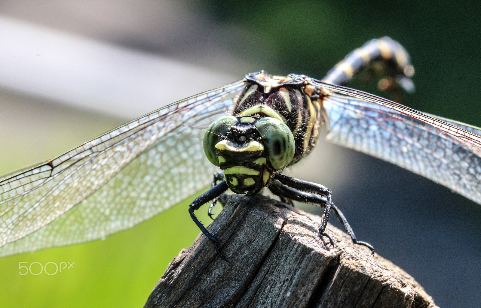 Sigma 105mm F2.8 EX DG OS HSM sample photo. Club tail dragonfly photography