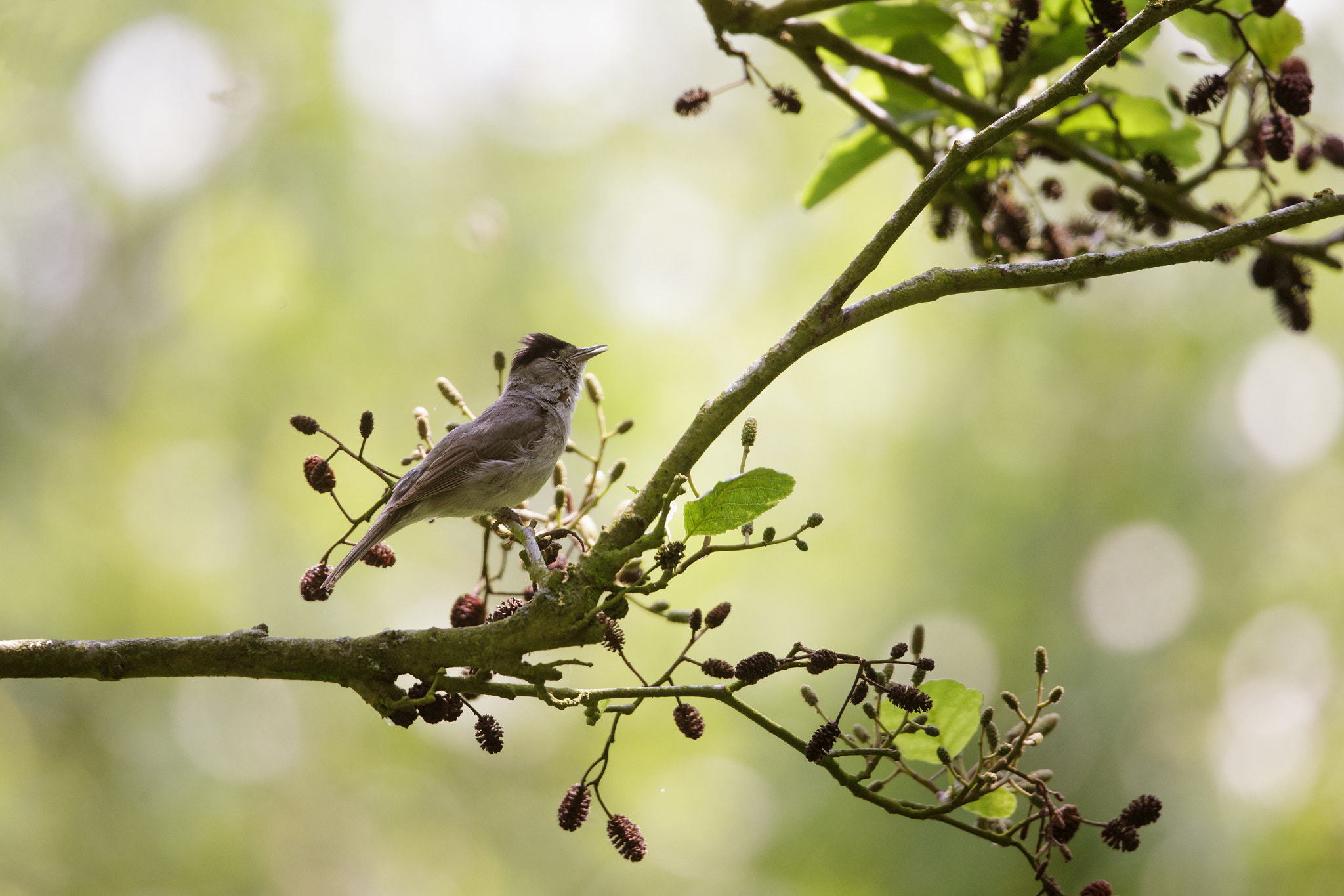 Canon EF 500mm F4L IS II USM sample photo. Blackcap photography
