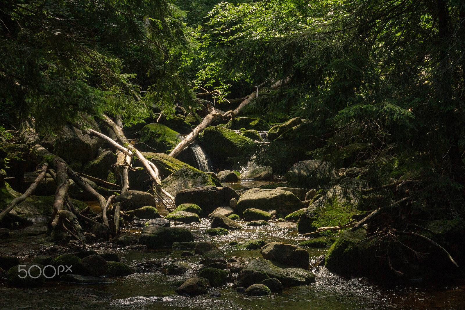 Canon EOS 7D + Canon EF 28-80mm f/3.5-5.6 sample photo. In the woods photography