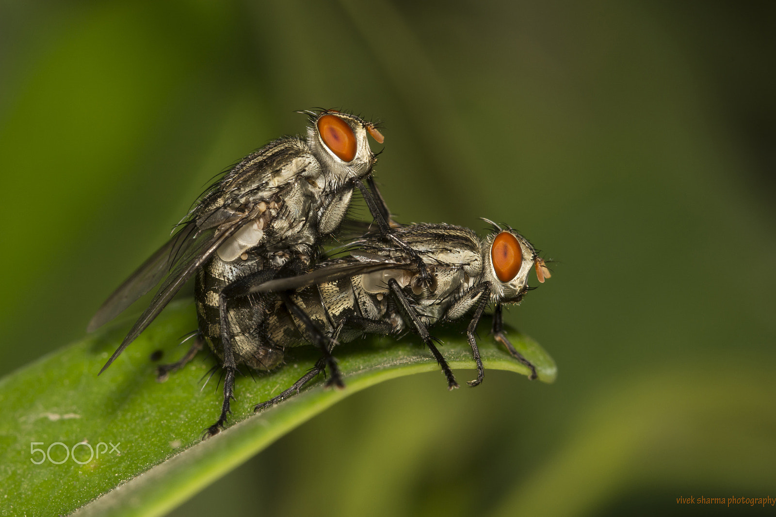 Nikon D5200 sample photo. Mating flies.jpg photography