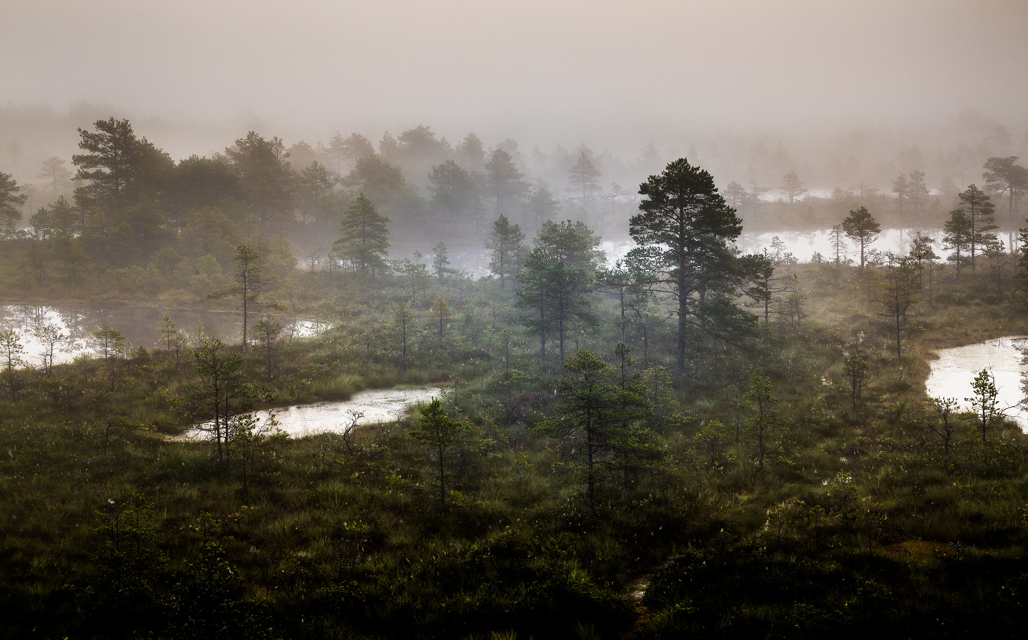 Canon EF 70-200mm F2.8L USM sample photo. Foggy morning at bog photography