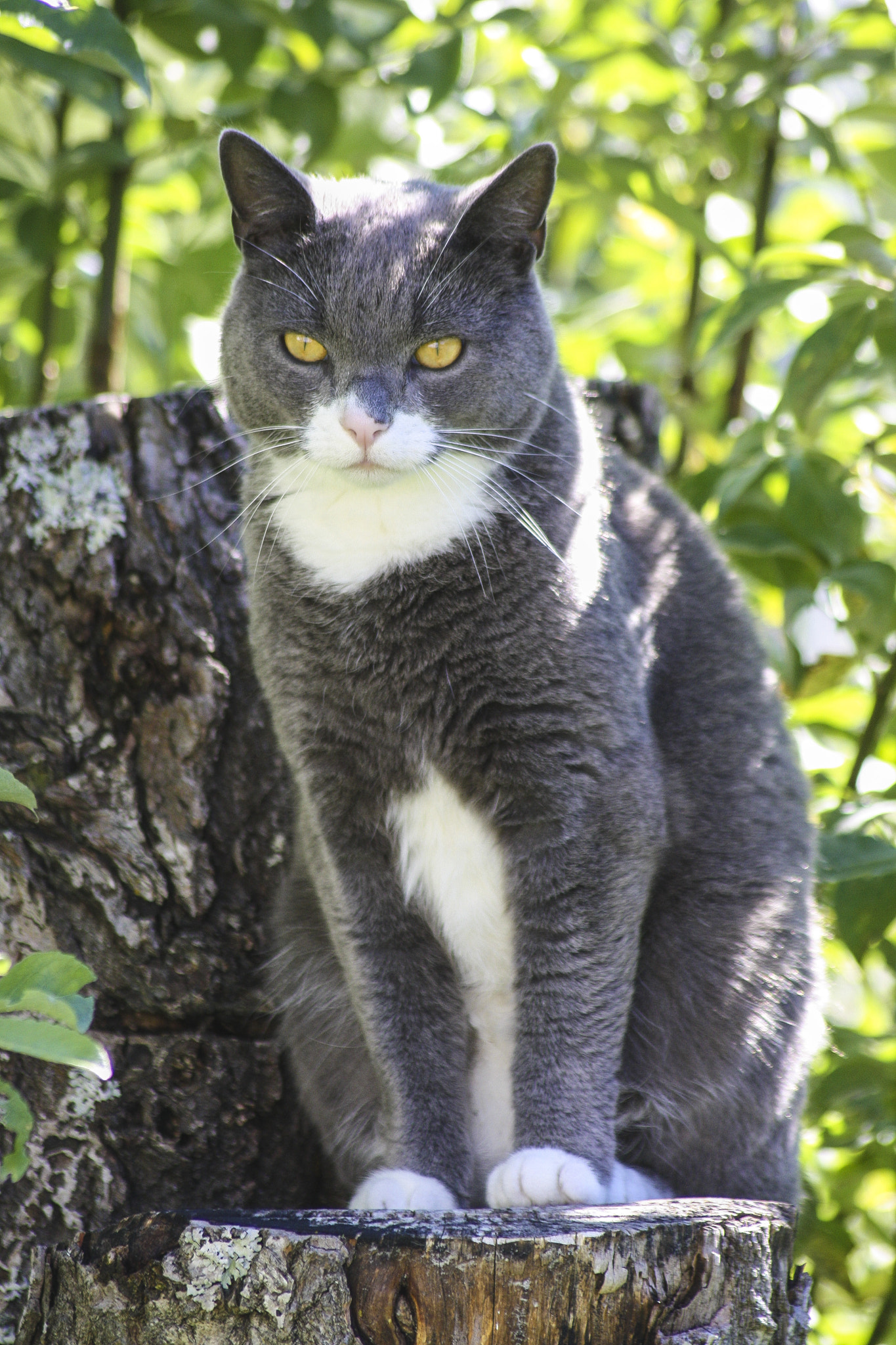 Canon EOS 1000D (EOS Digital Rebel XS / EOS Kiss F) sample photo. Meowjesty photography