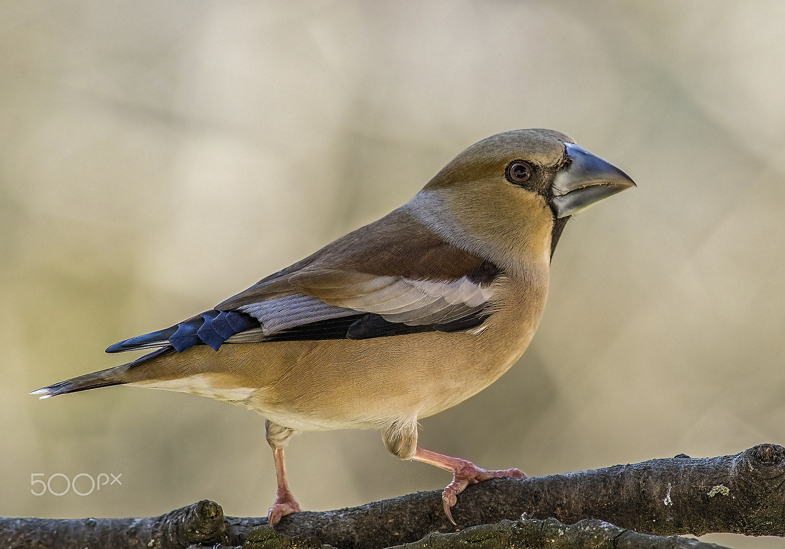 Minolta AF 300mm F2.8 HS-APO G sample photo. Hawfinch photography