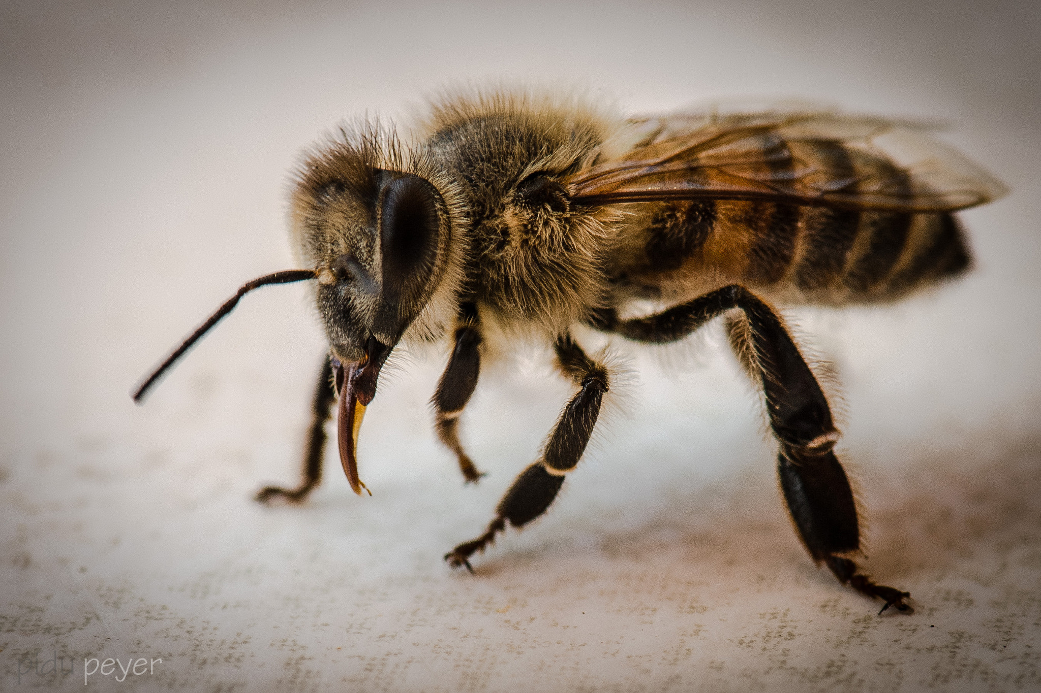 Nikon D5 sample photo. Bee tongue photography