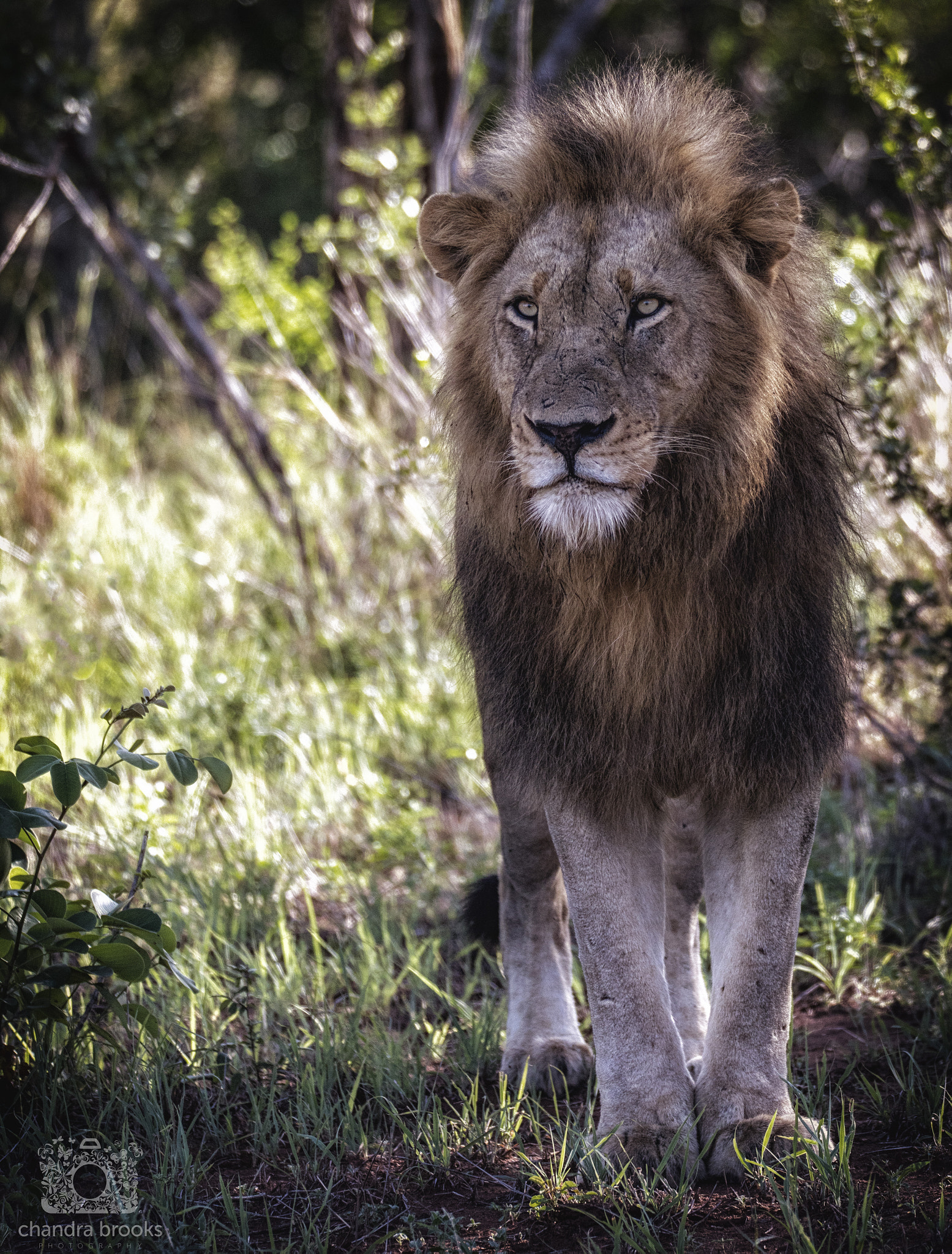 150-600mm F5-6.3 DG OS HSM | Sports 014 sample photo. Lion photography