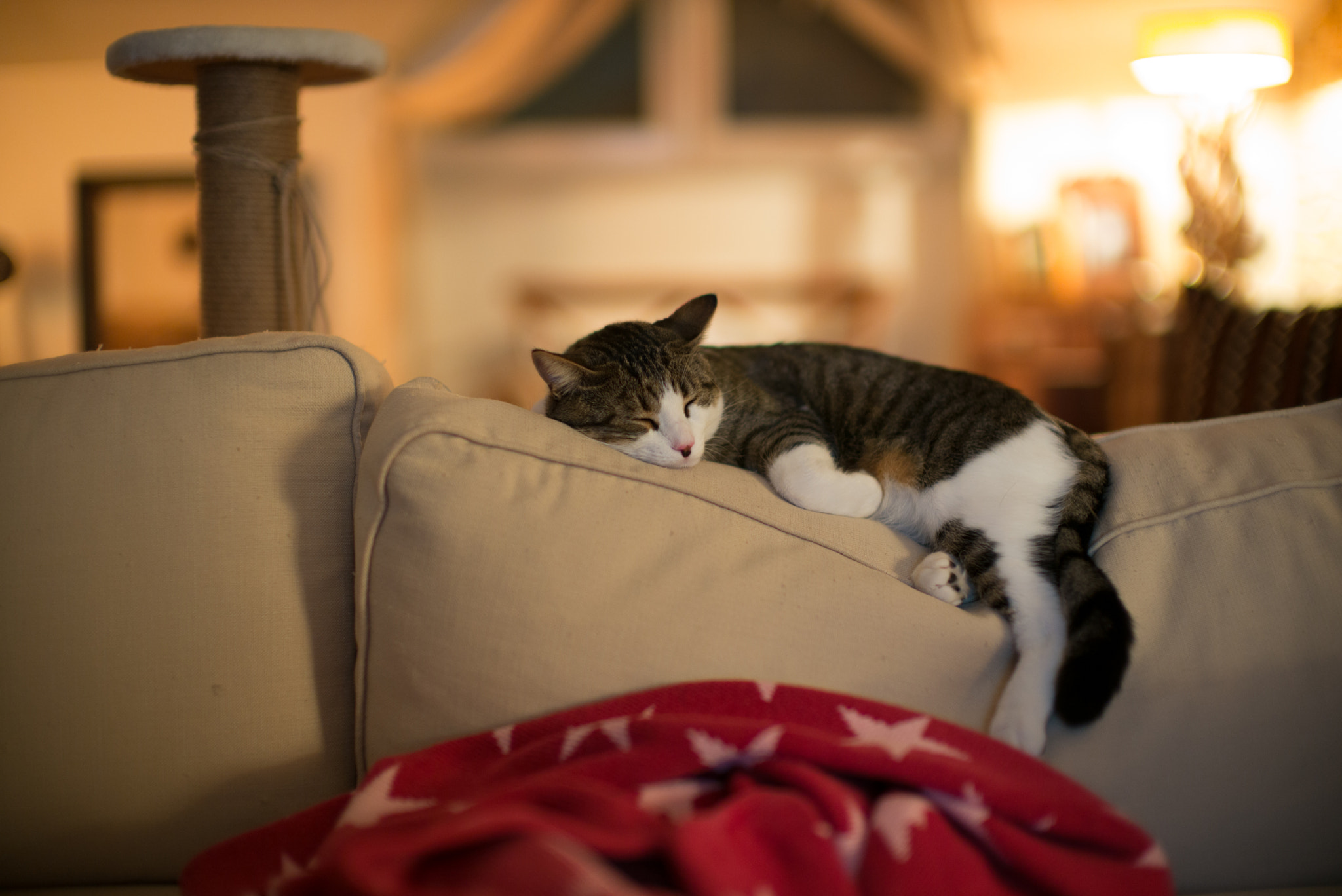 Leica Noctilux-M 50mm F0.95 ASPH sample photo. My cat photography