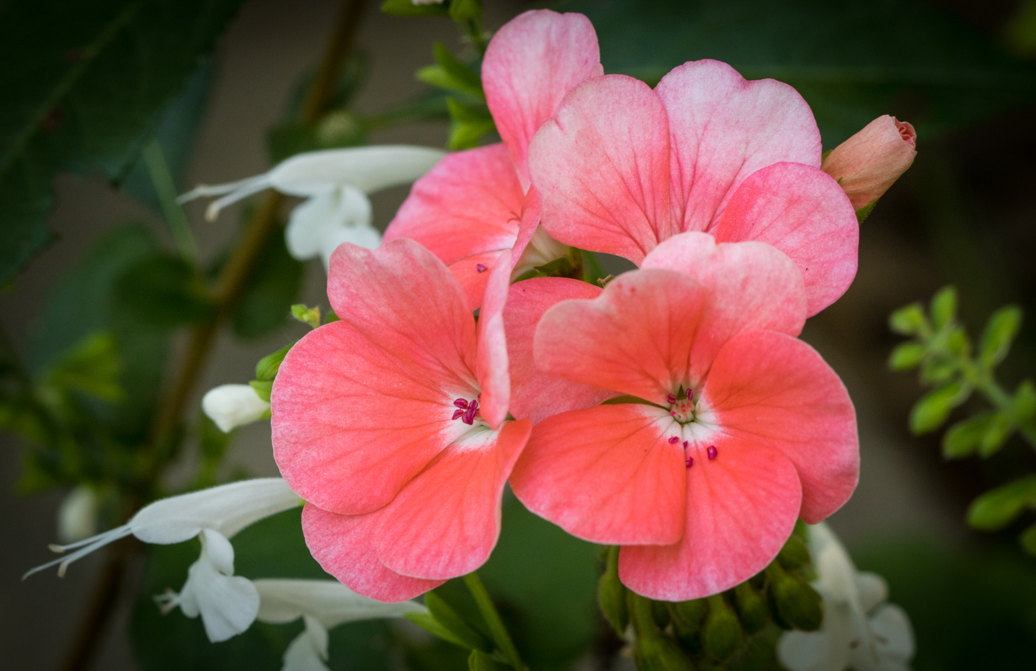 Canon EOS 760D (EOS Rebel T6s / EOS 8000D) sample photo. Pink petunias closeup photography
