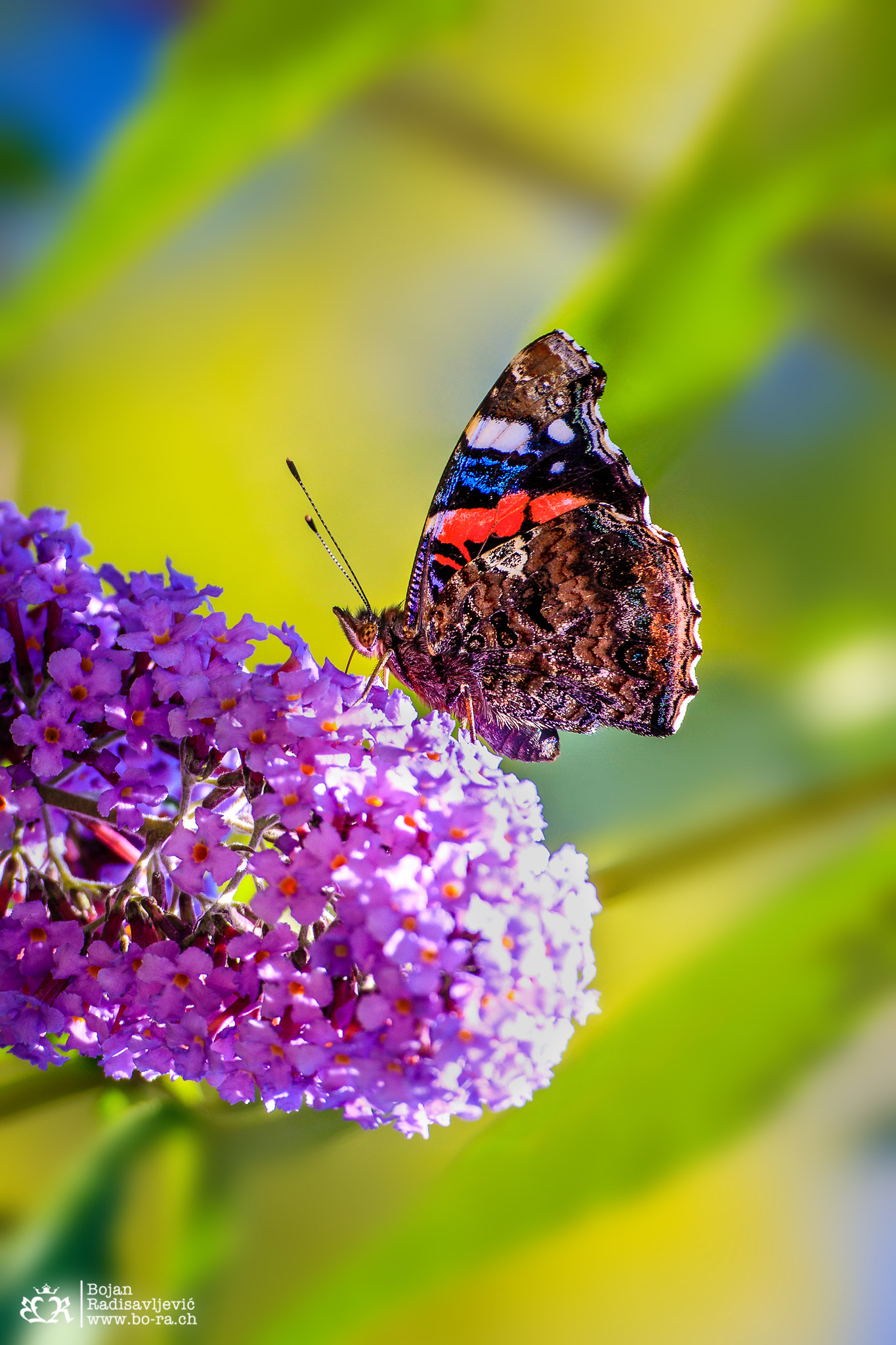 Tamron SP 35mm F1.8 Di VC USD sample photo. Butterfly photography