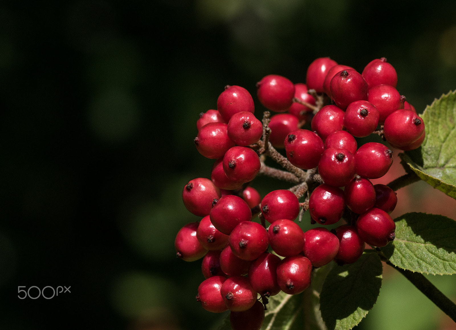 Sony ILCA-77M2 + Minolta AF 100mm F2.8 Macro [New] sample photo. A piece of summer photography