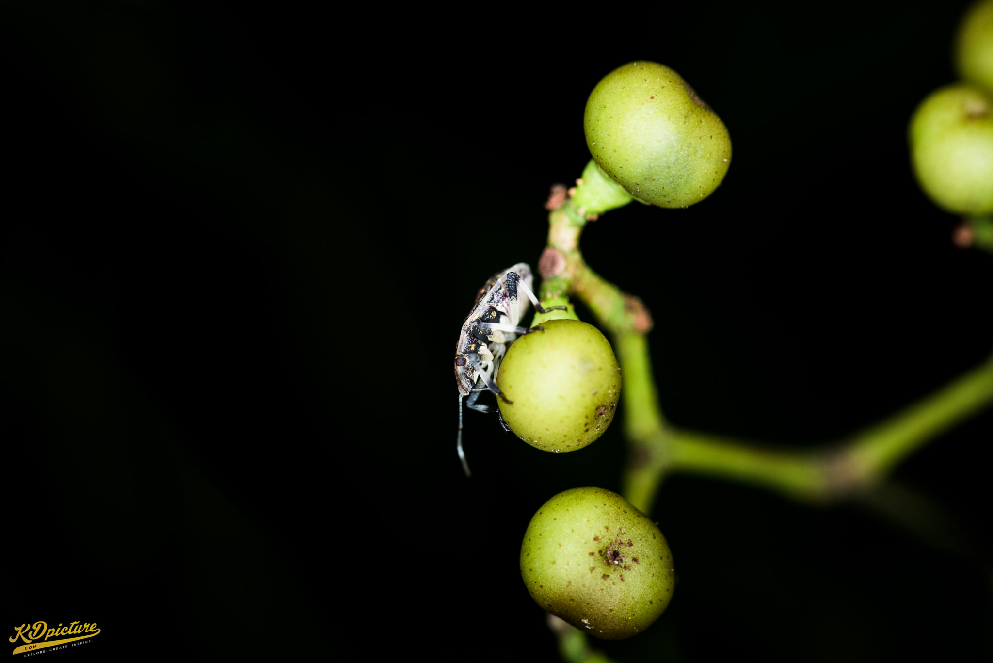Nikon D750 + AF Nikkor 85mm f/1.8 sample photo. K macro b photography