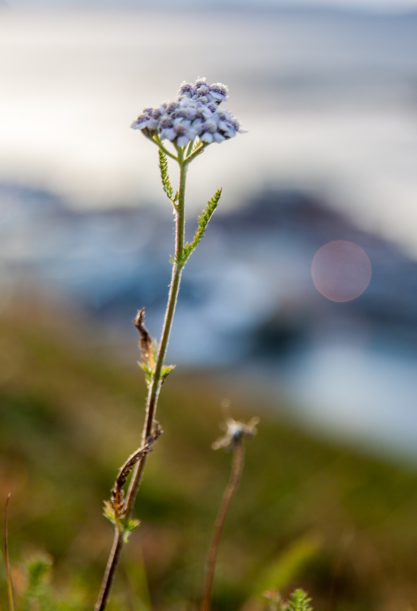 Canon EOS 50D + Sigma 24-70mm F2.8 EX DG Macro sample photo. Lonely flower photography